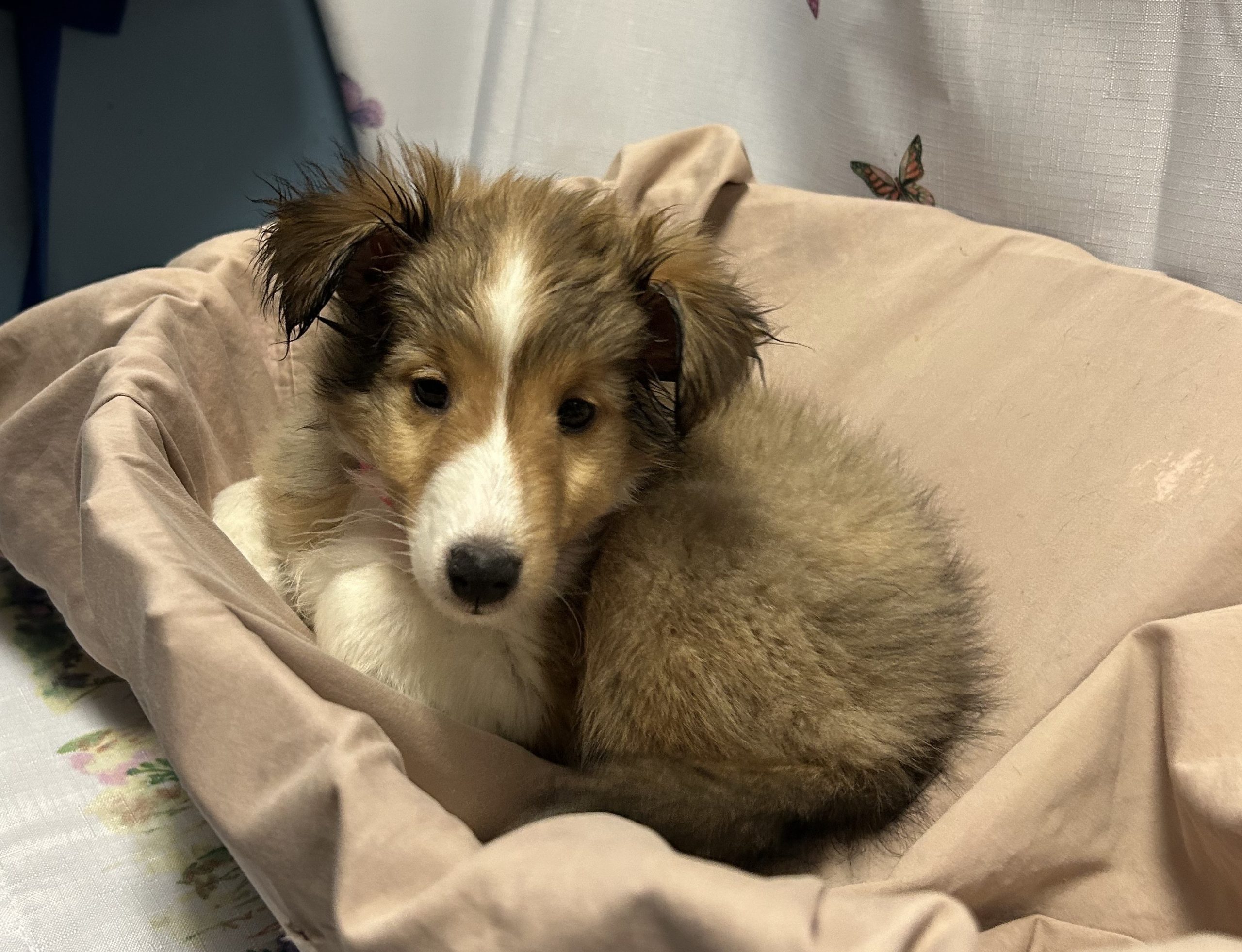 Available Puppies 2 Available Puppies 2