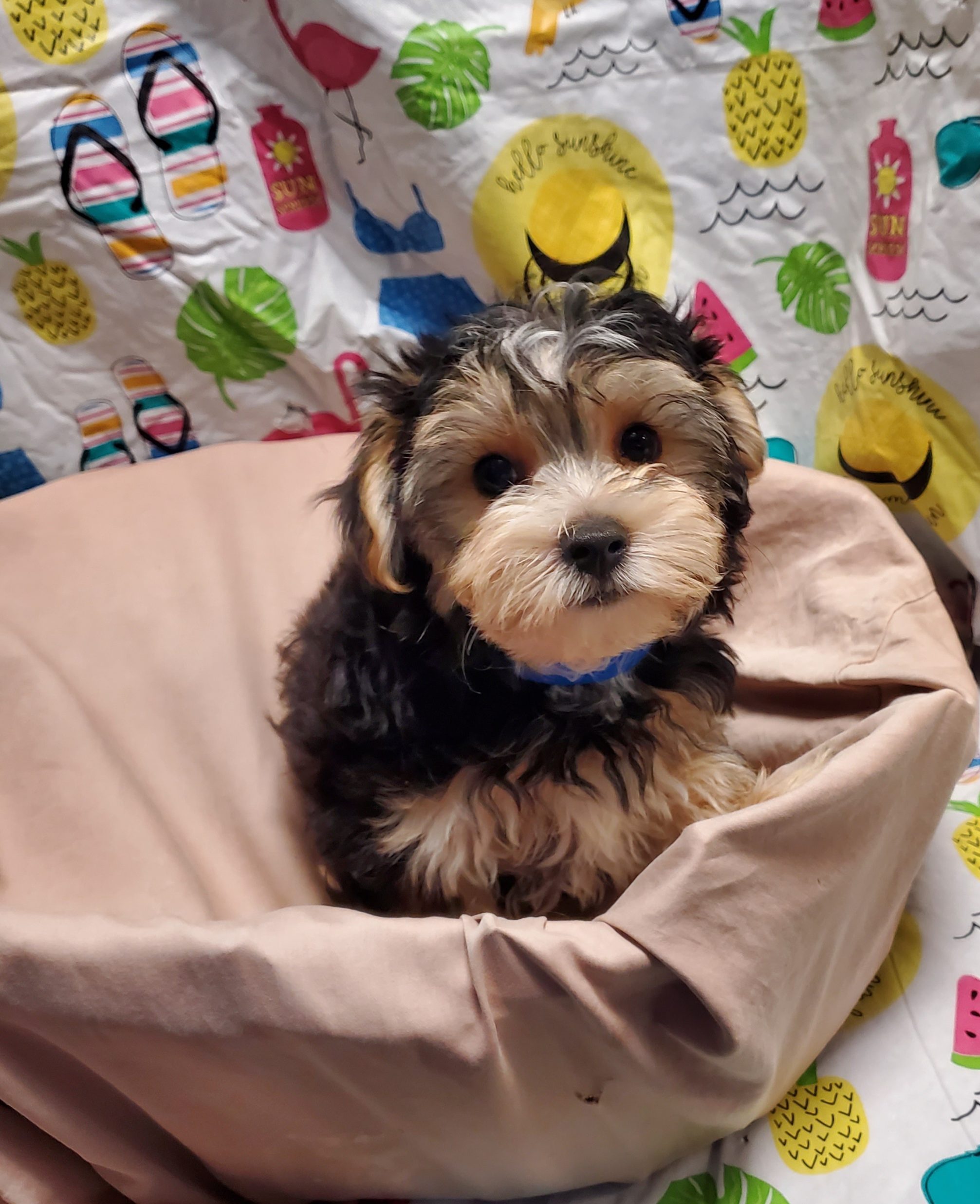 Available Puppies 6 Available Puppies 6
