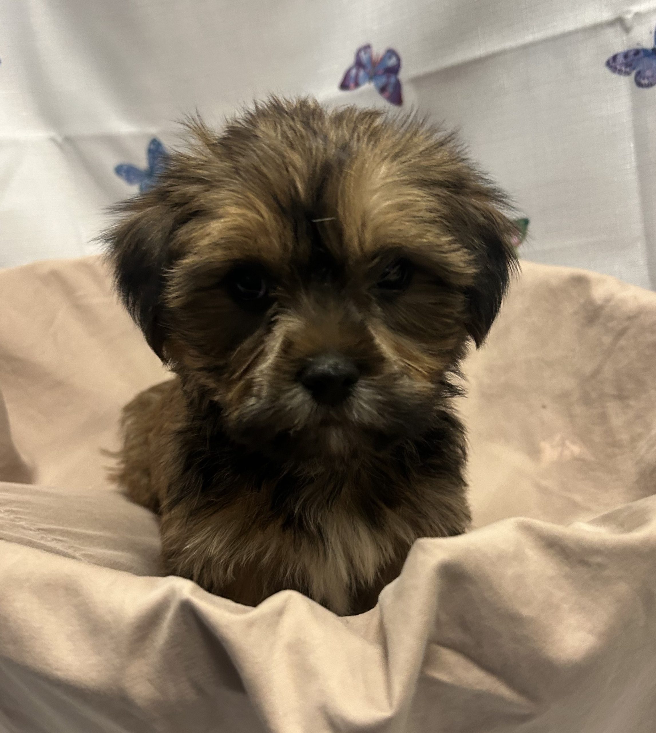 Available Puppies 5 Available Puppies 5