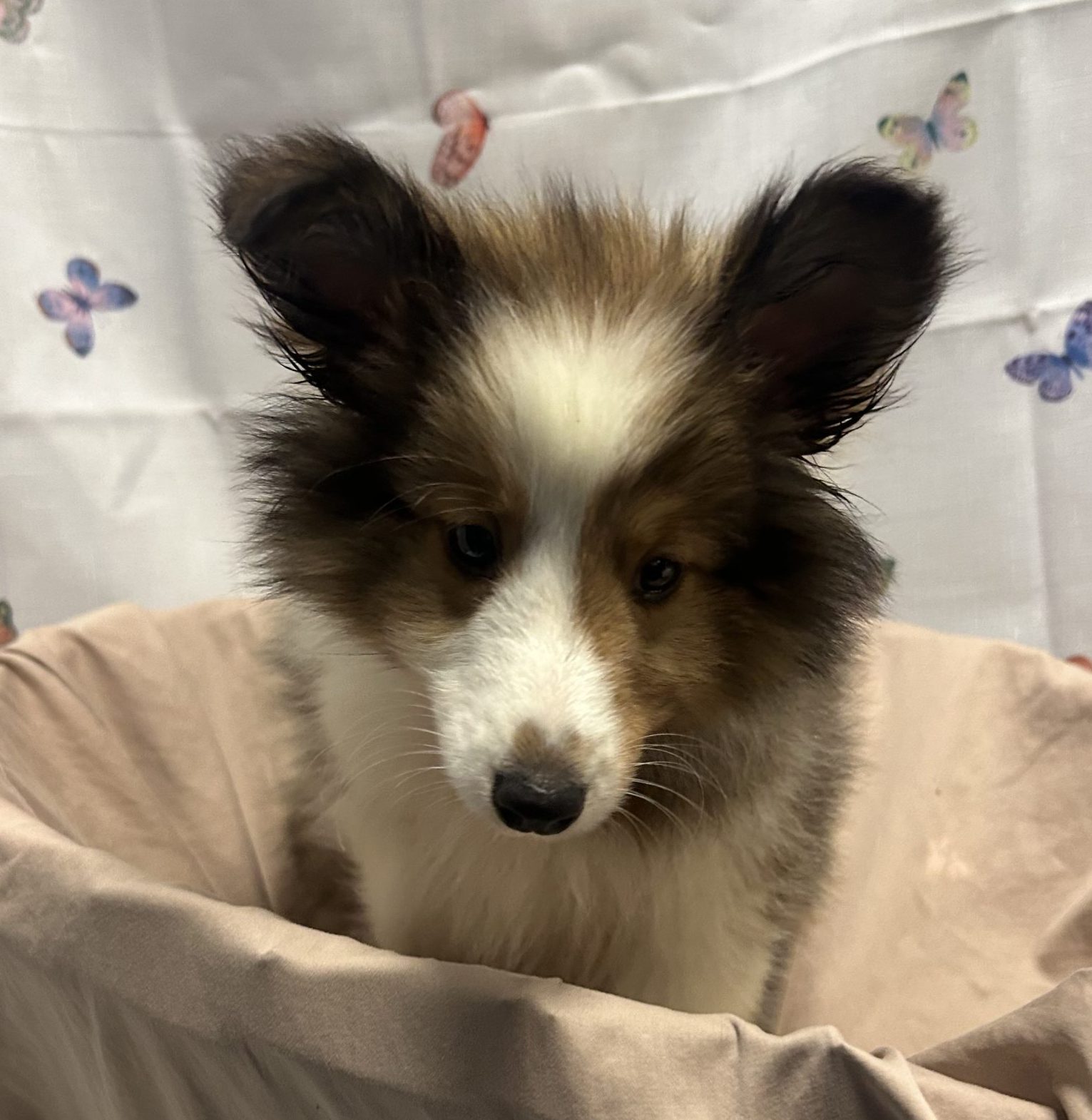 Available Puppies 4 Available Puppies 4