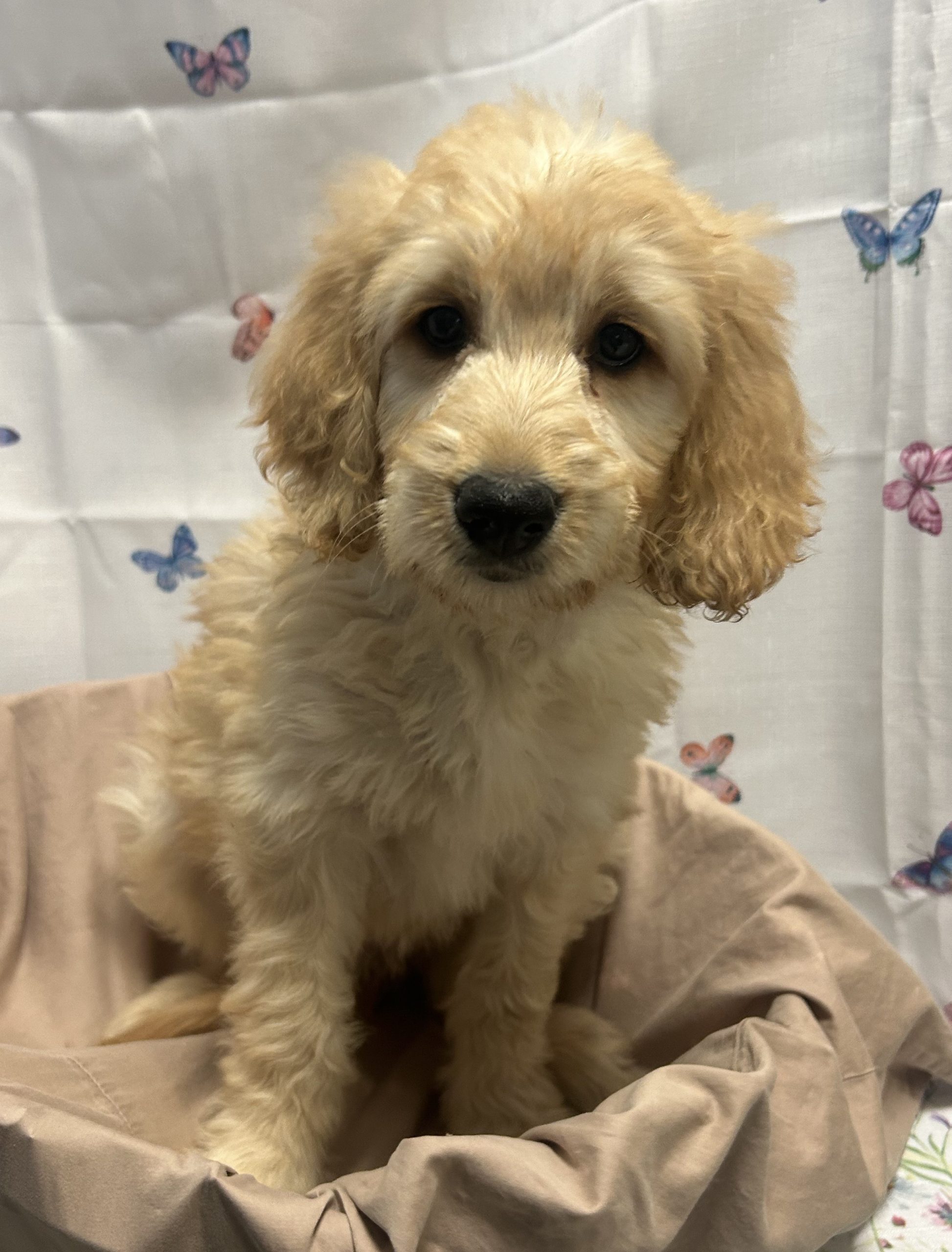 Available Puppies 3 Available Puppies 3