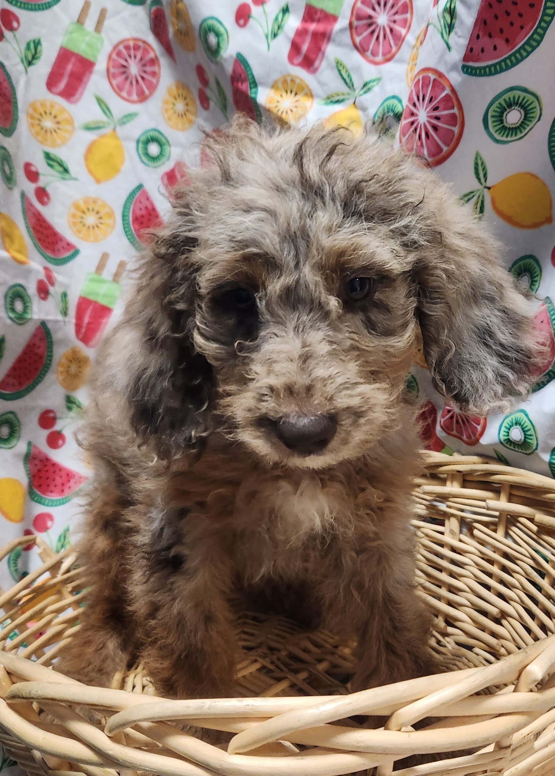 Available Puppies 14 Available Puppies 14