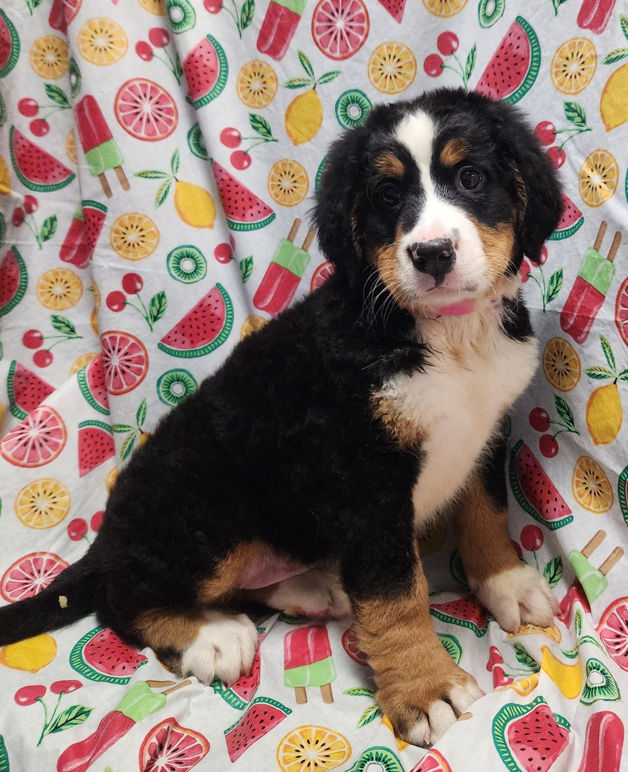 Available Puppies 15 Available Puppies 15