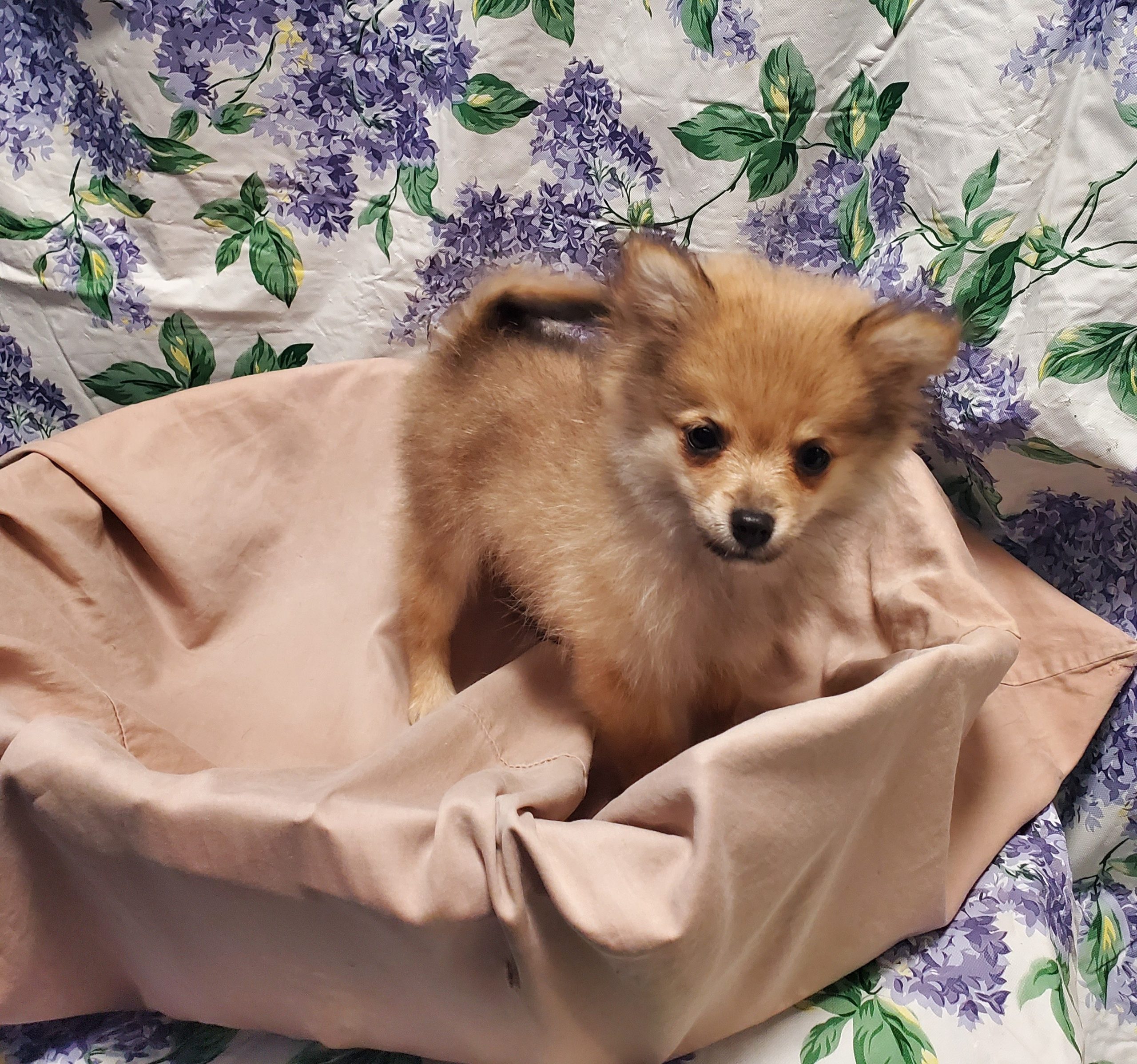 Available Puppies 8 Available Puppies 8