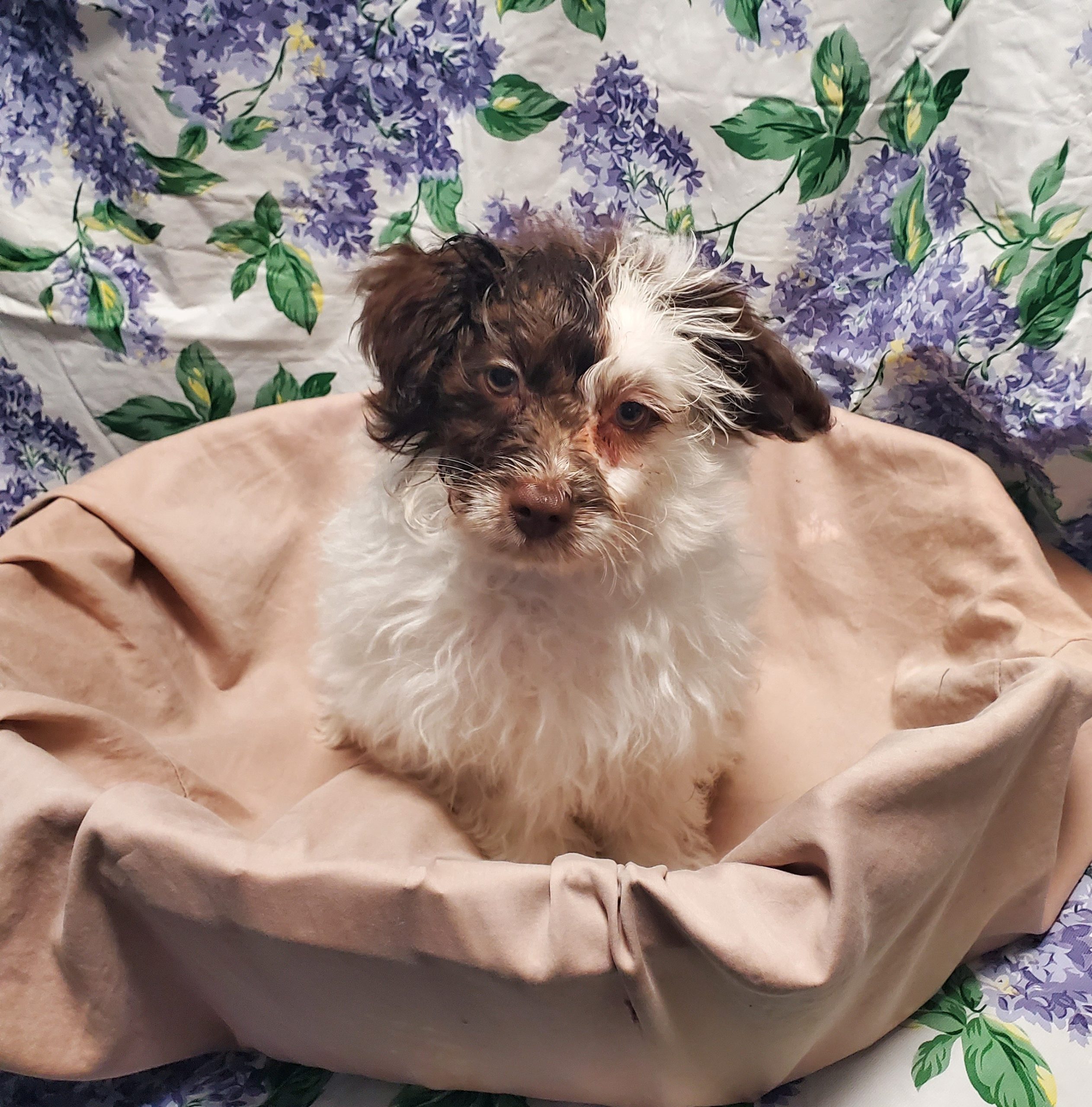 Available Puppies 9 Available Puppies 9