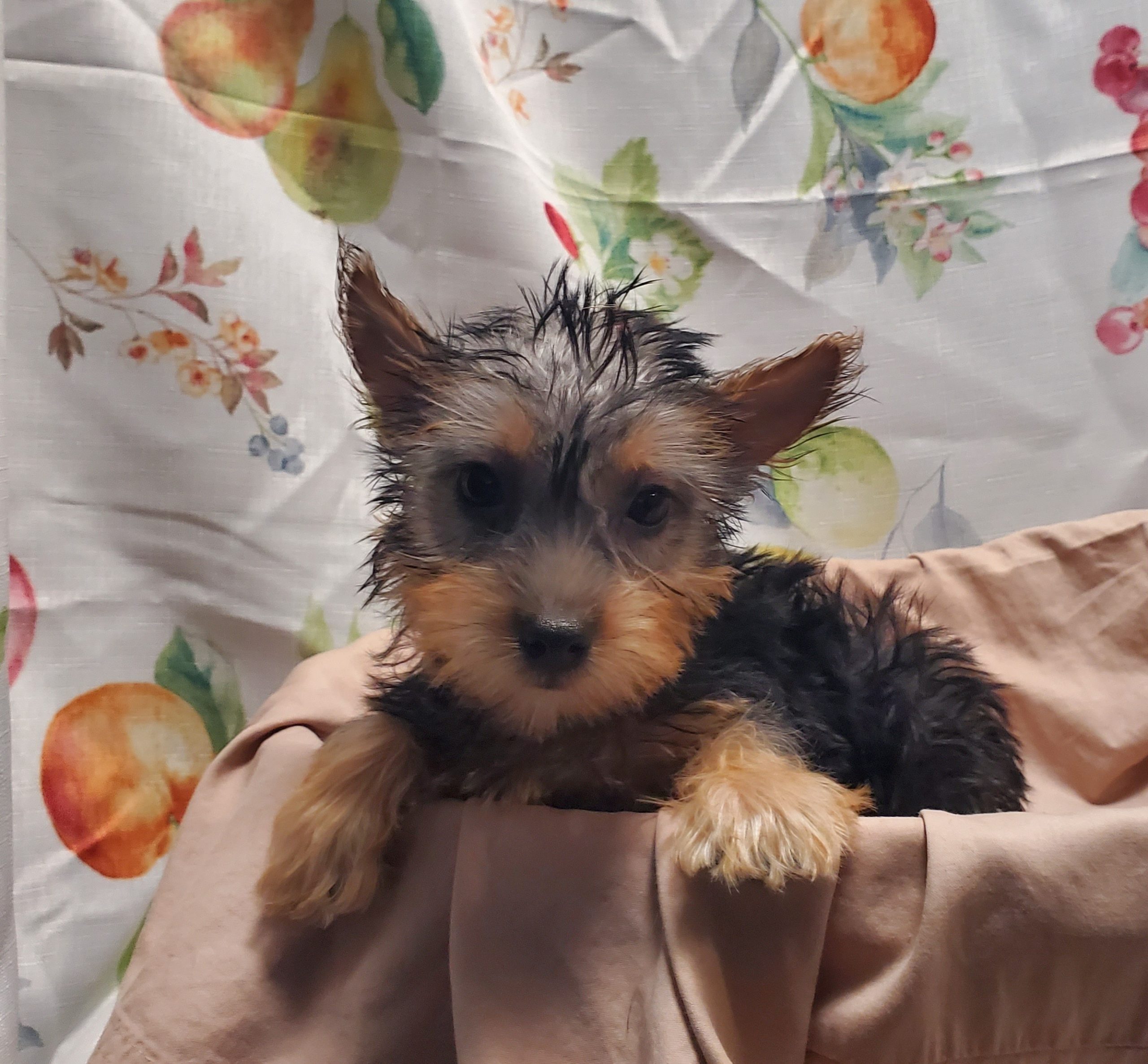 Available Puppies 12 Available Puppies 12