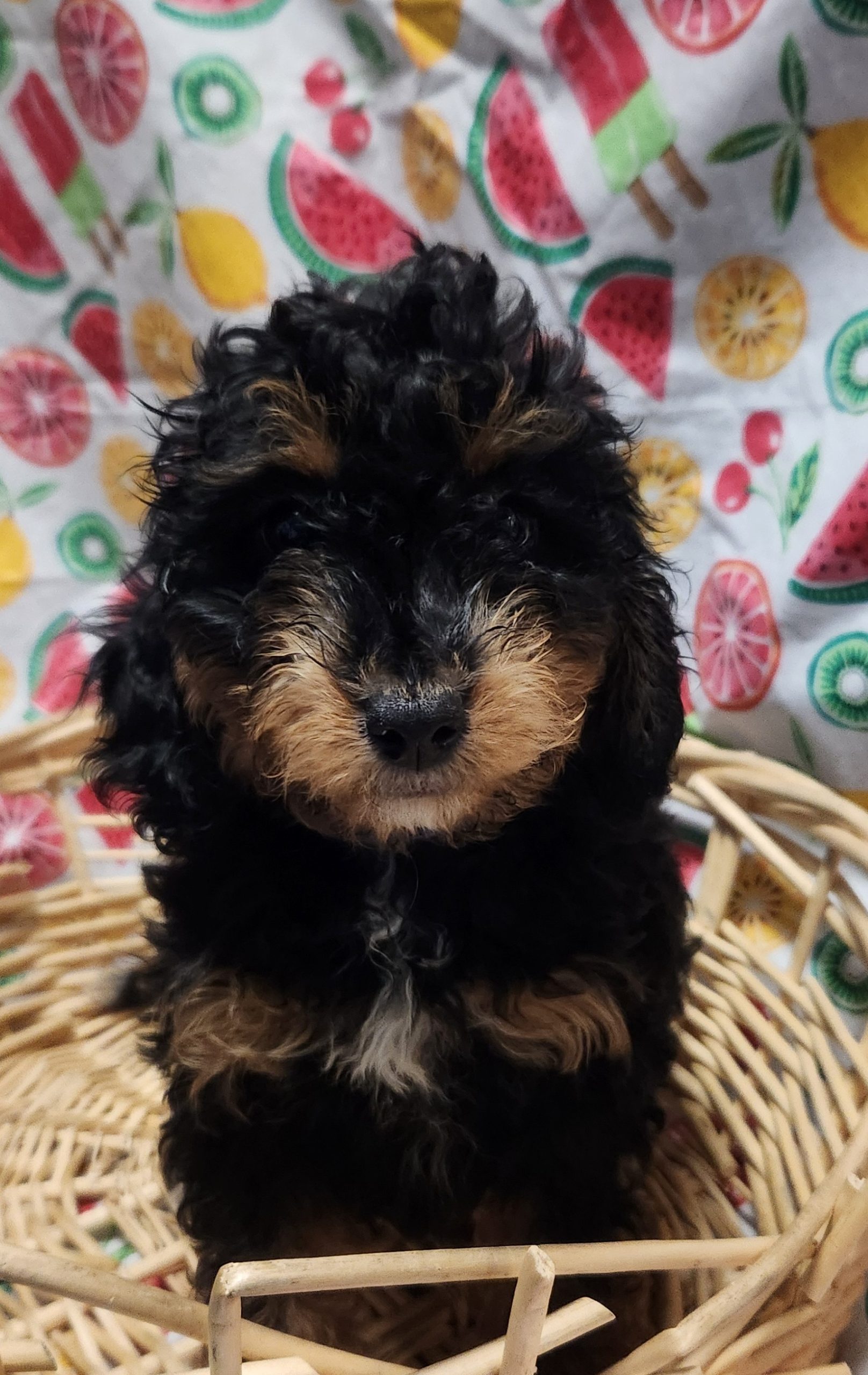 Available Puppies 13 Available Puppies 13