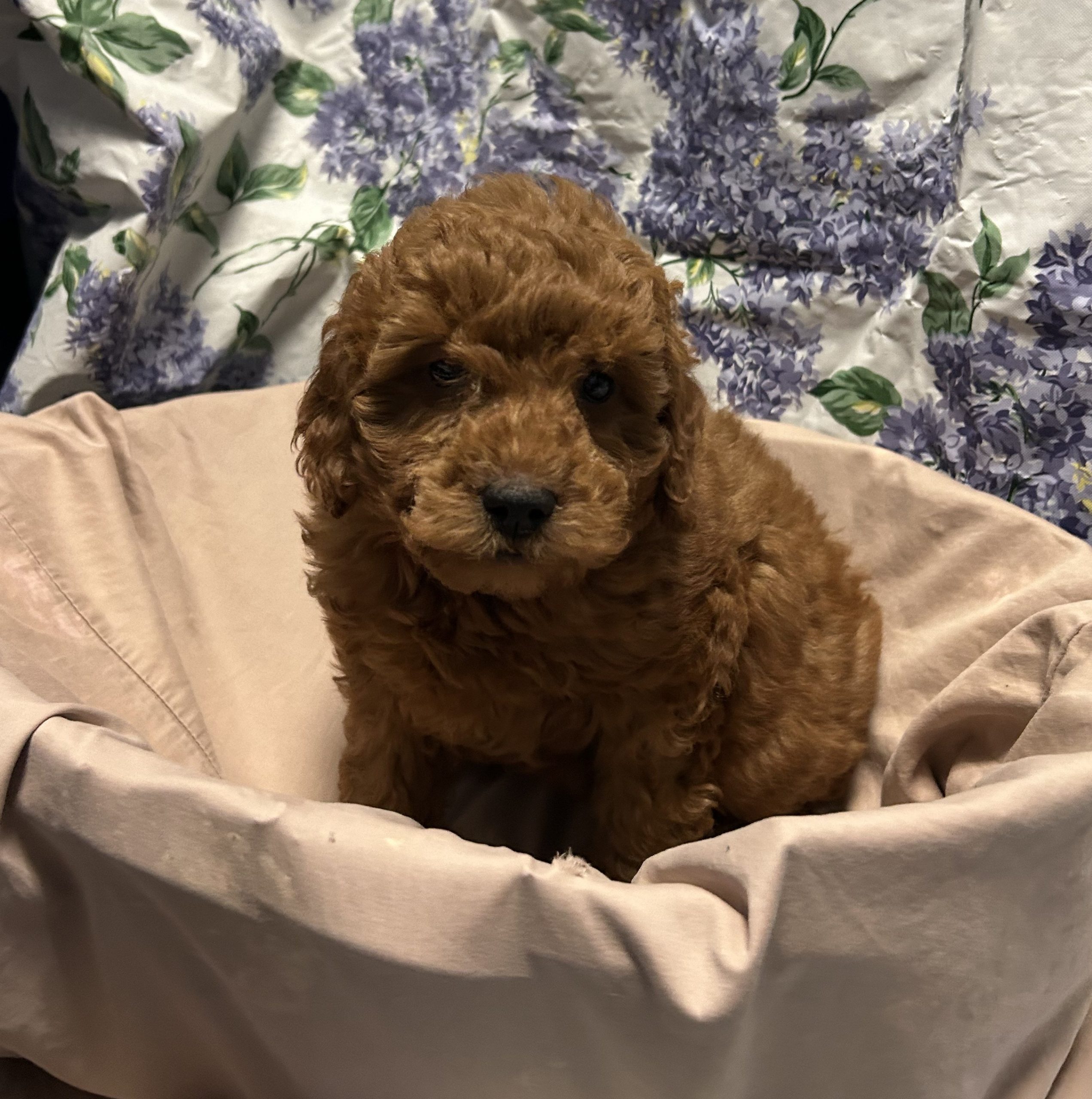 Available Puppies 11 Available Puppies 11