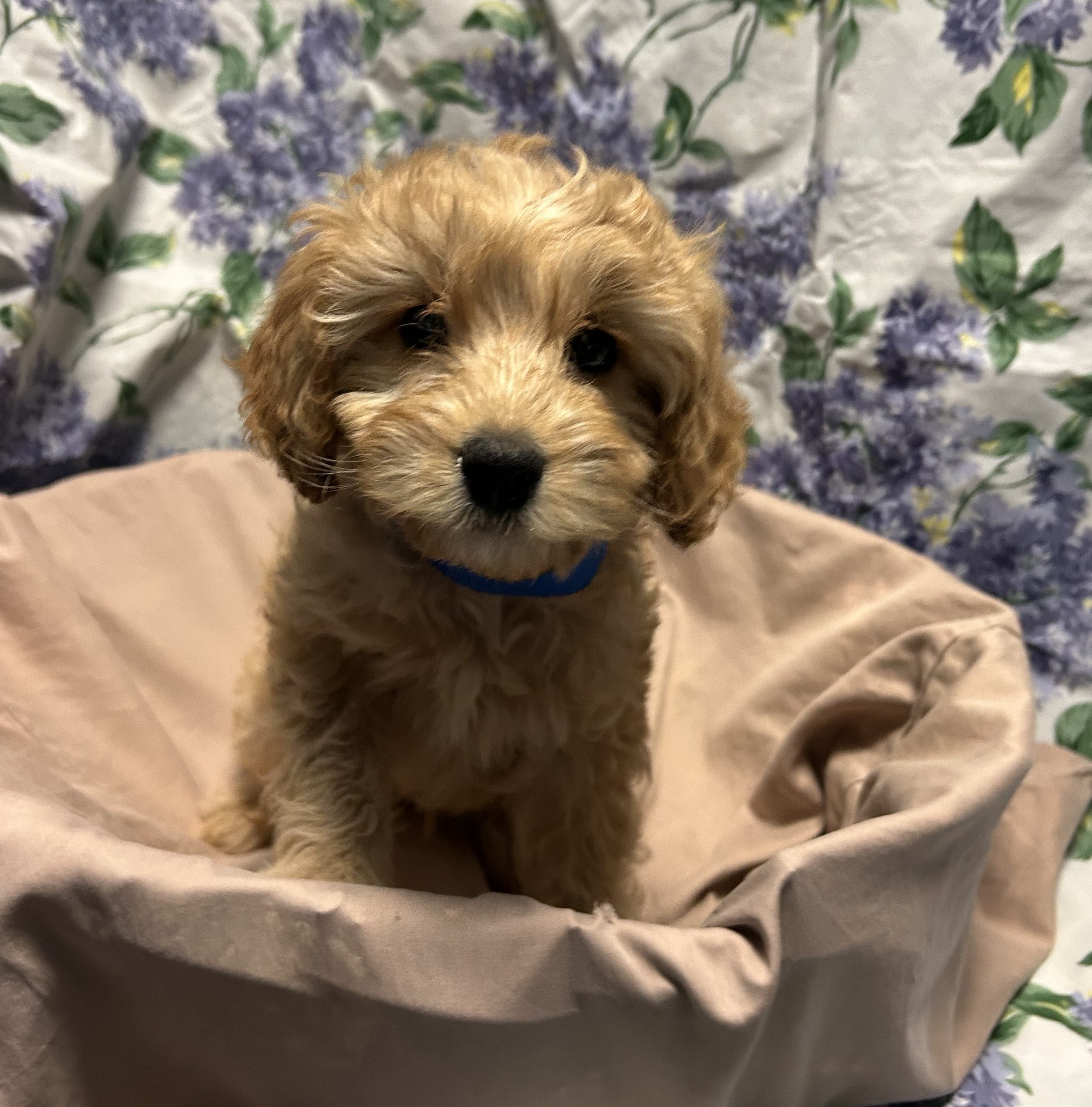 Available Puppies 10 Available Puppies 10