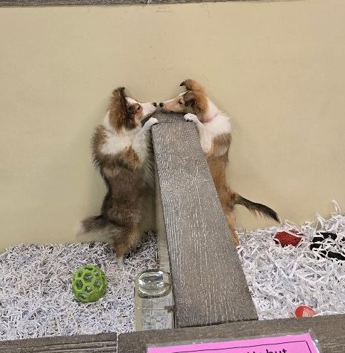 Available Puppies 16 Available Puppies 16