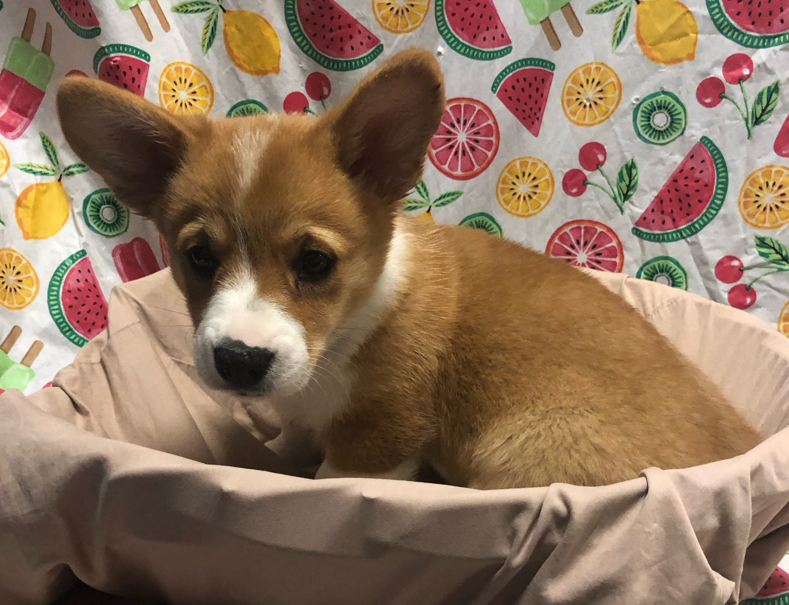 Available Puppies 7 Available Puppies 7