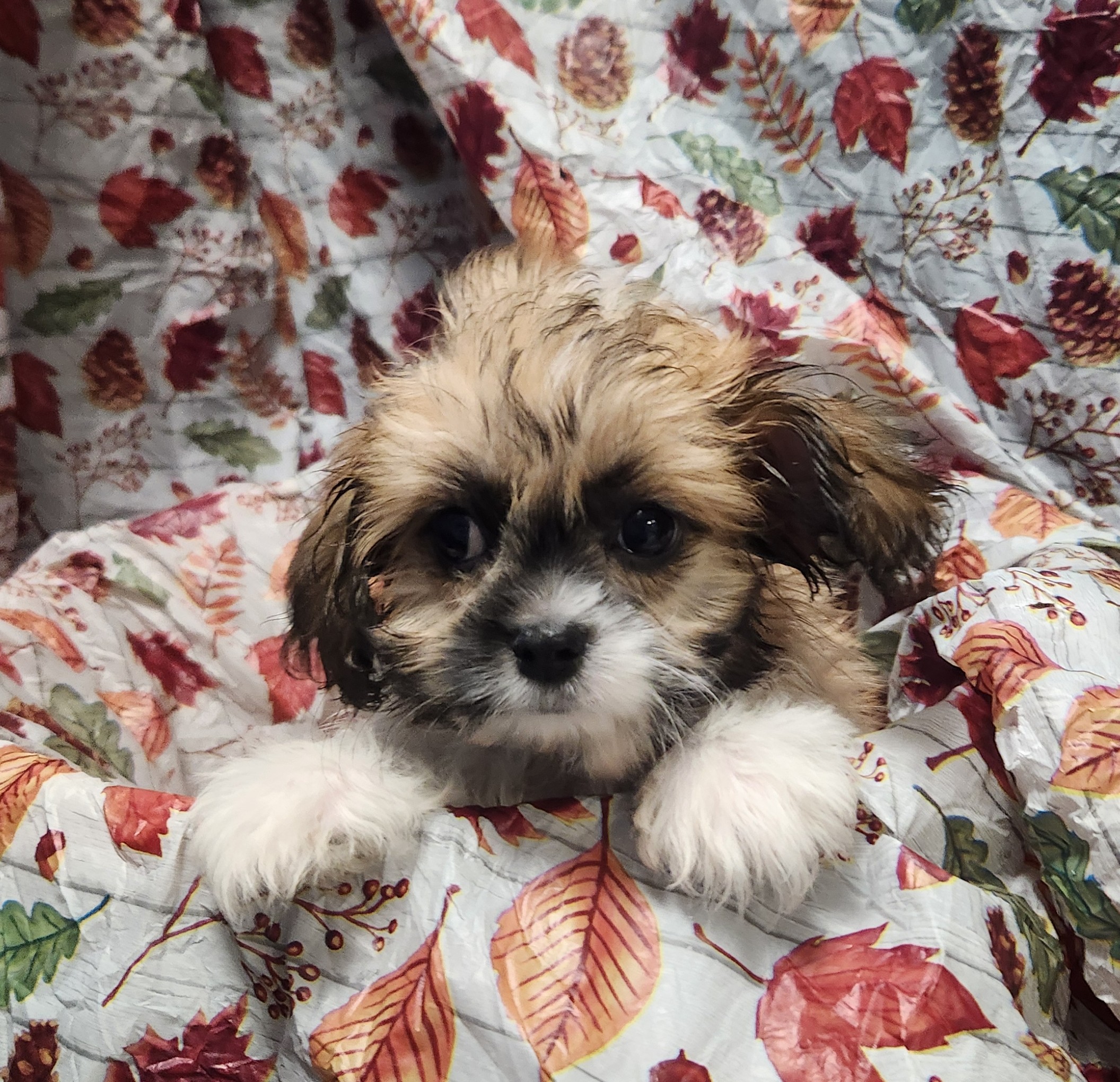 Available Puppies 20 Available Puppies 20