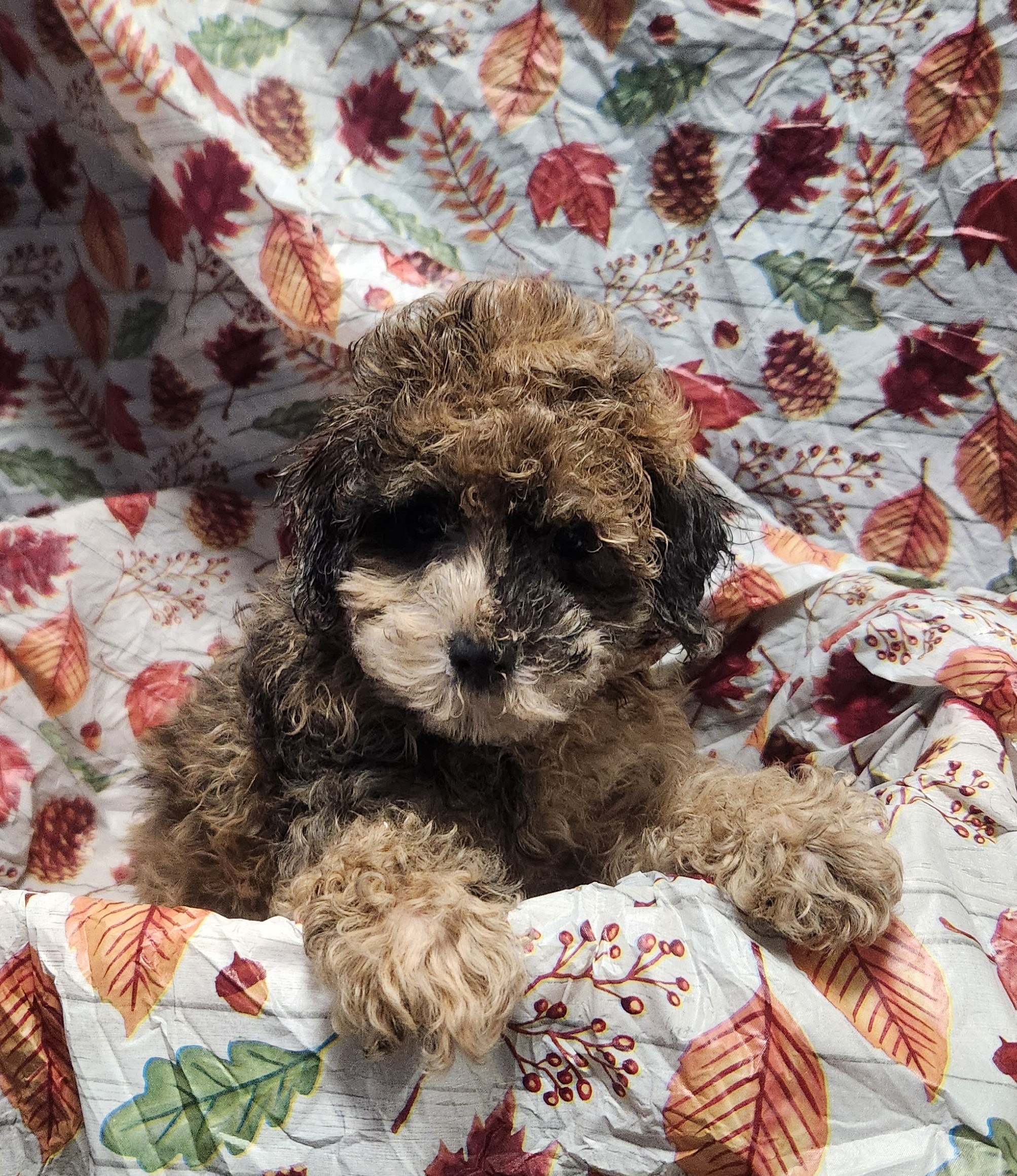 Available Puppies 19 Available Puppies 19