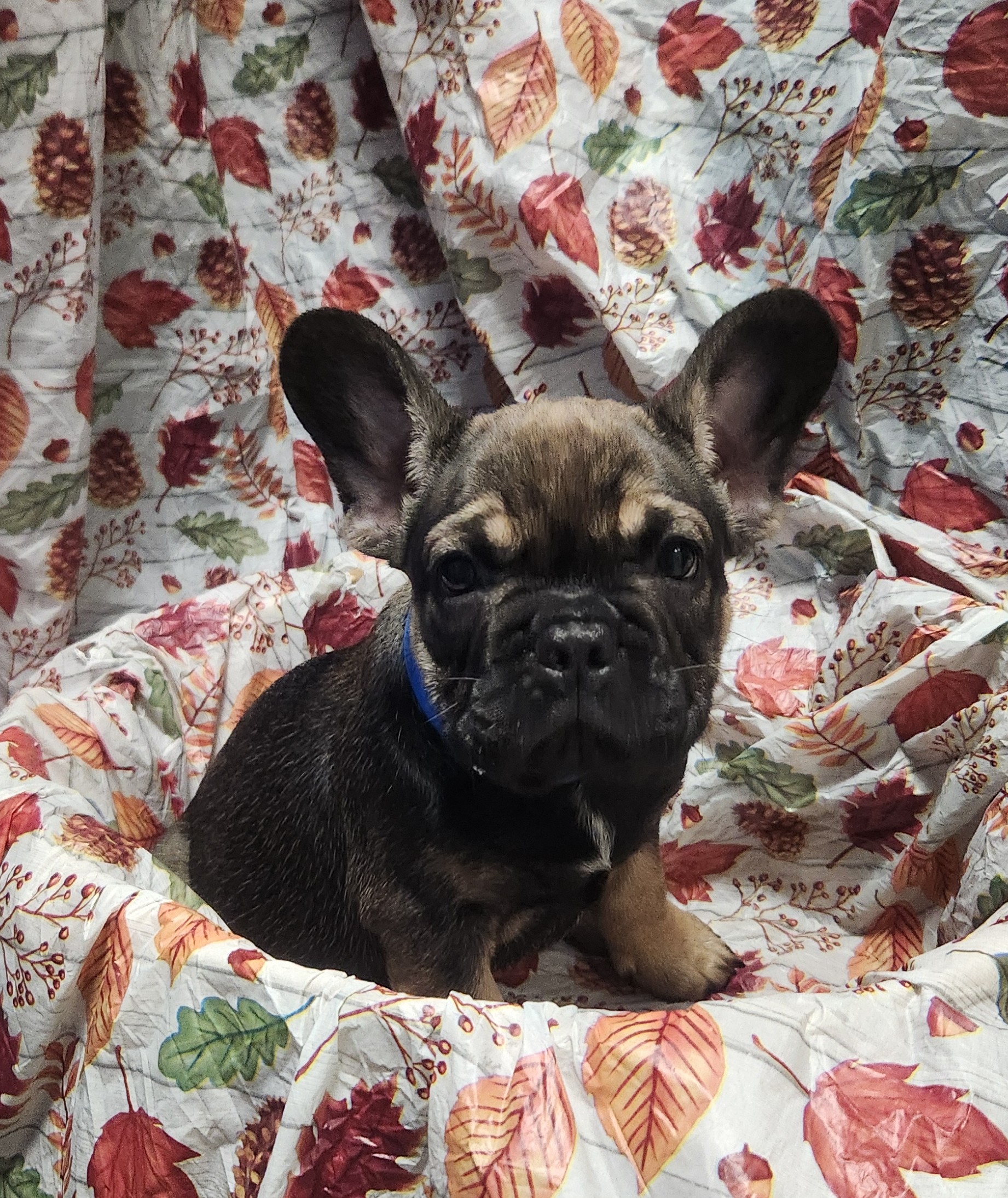 Available Puppies 18 Available Puppies 18