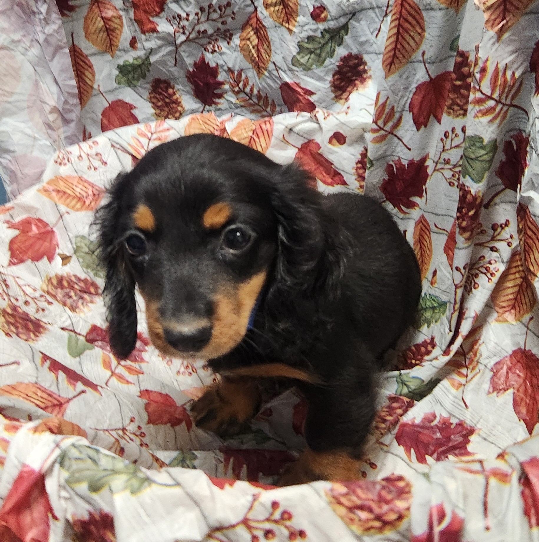 Available Puppies 17 Available Puppies 17