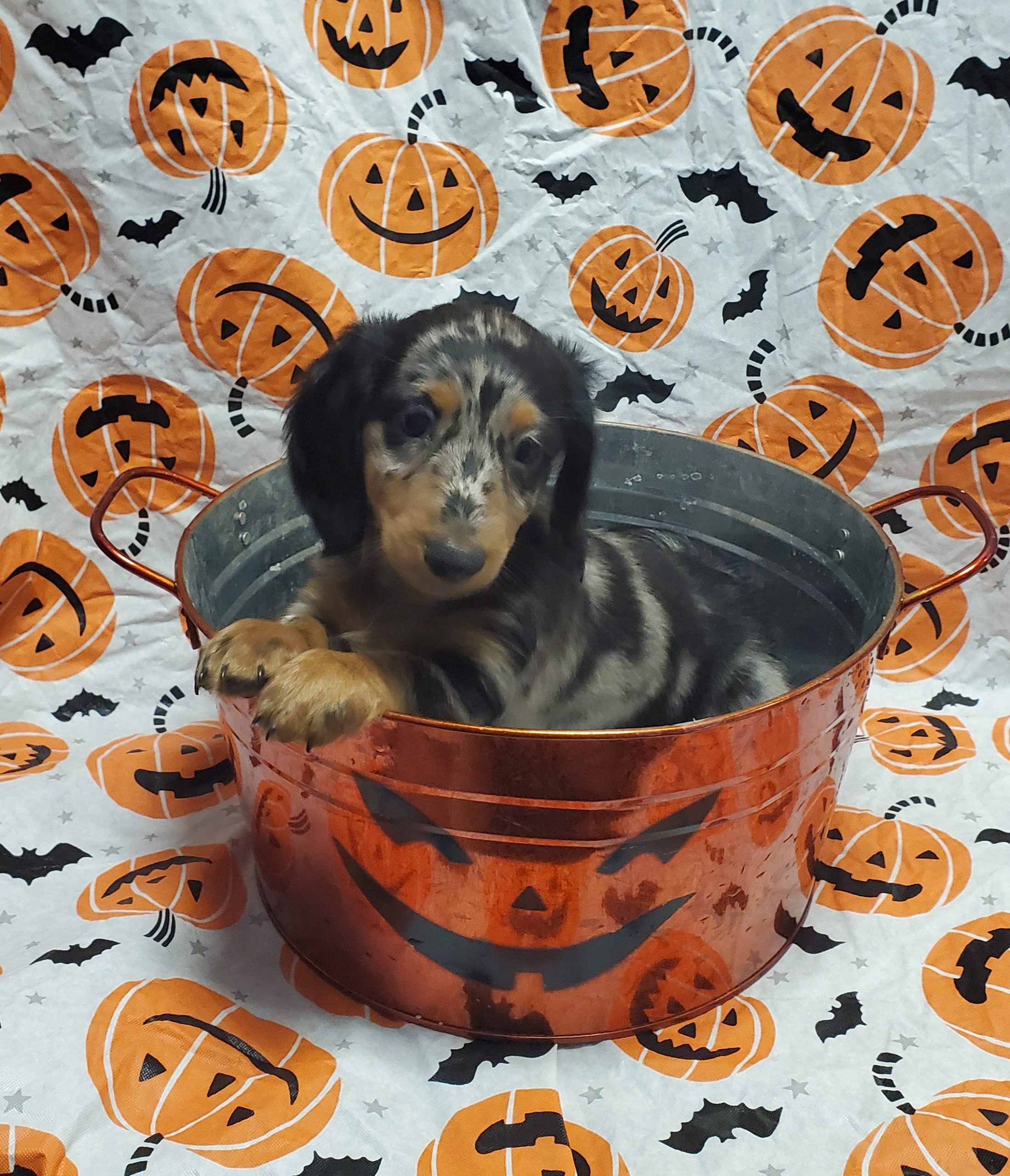 Available Puppies 23 Available Puppies 23