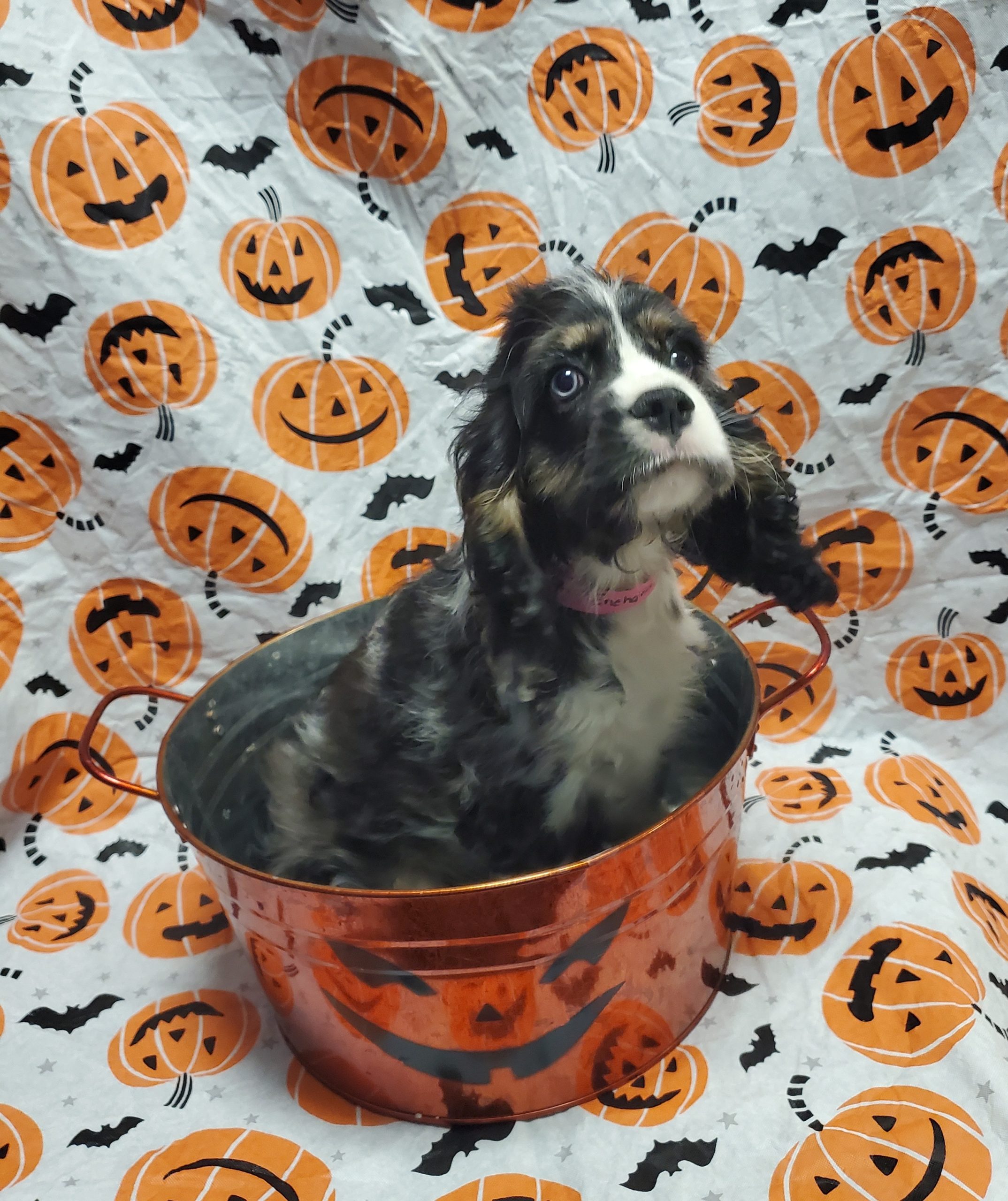 Available Puppies 22 Available Puppies 22