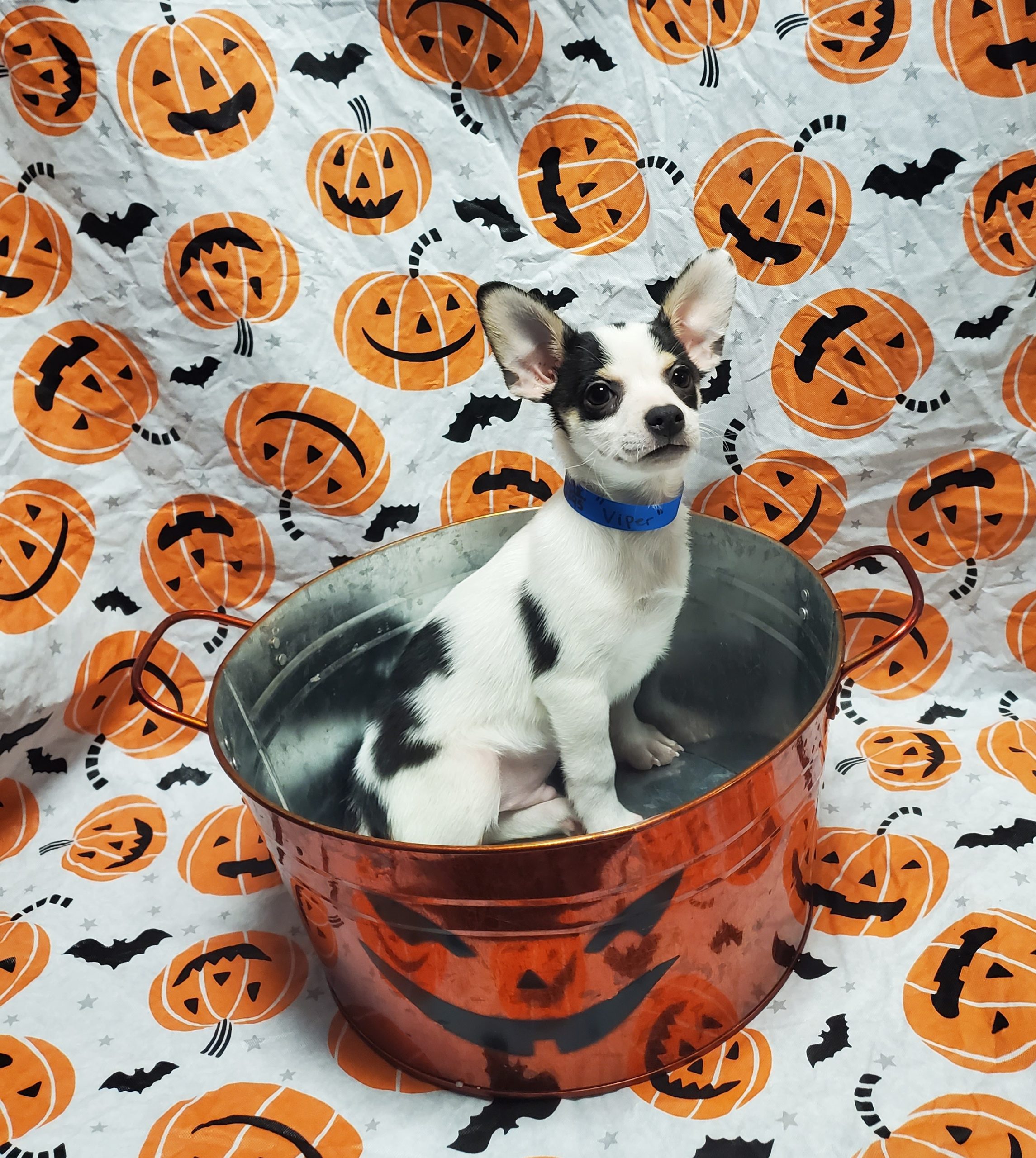 Available Puppies 21 Available Puppies 21