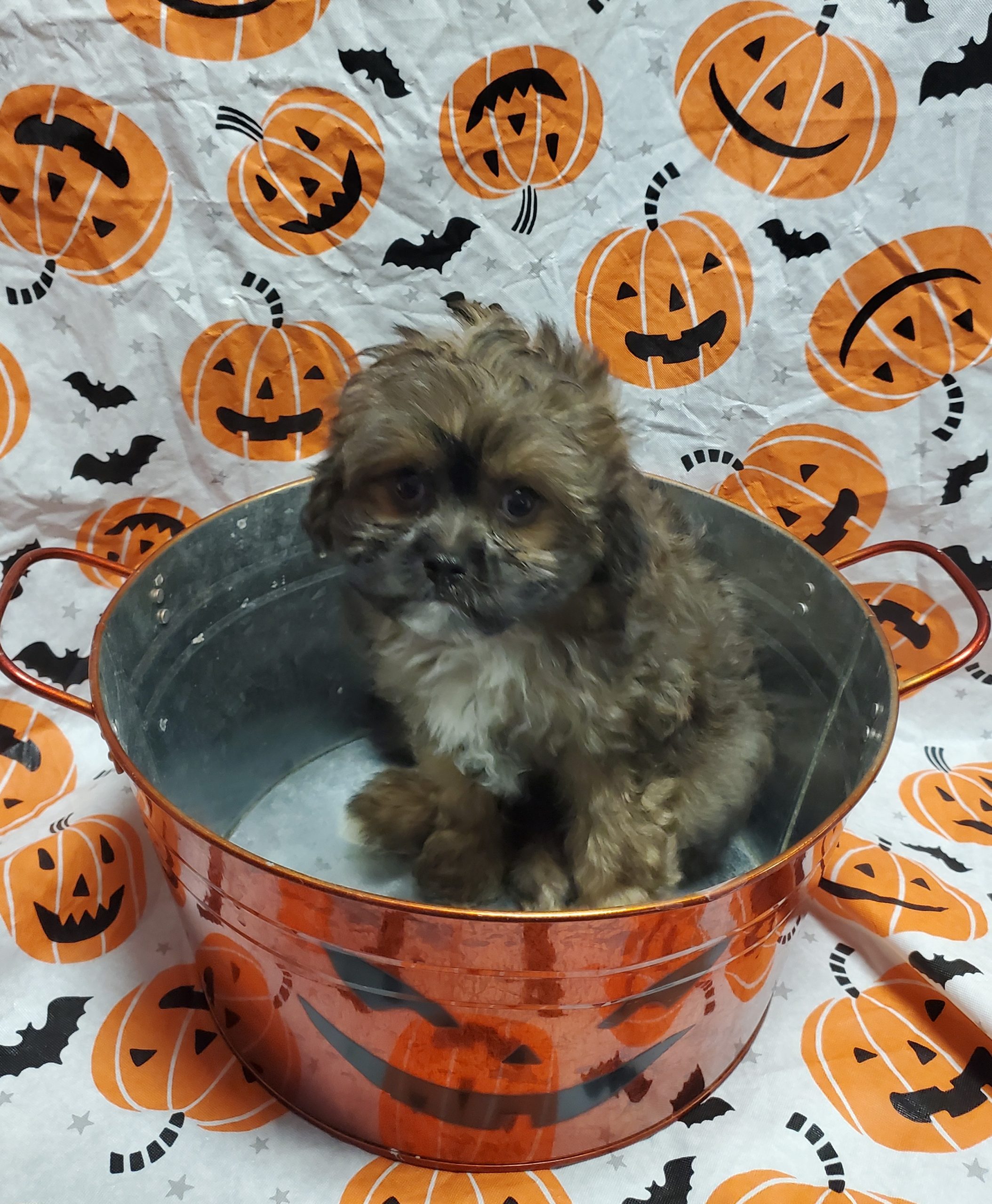 Available Puppies 25 Available Puppies 25
