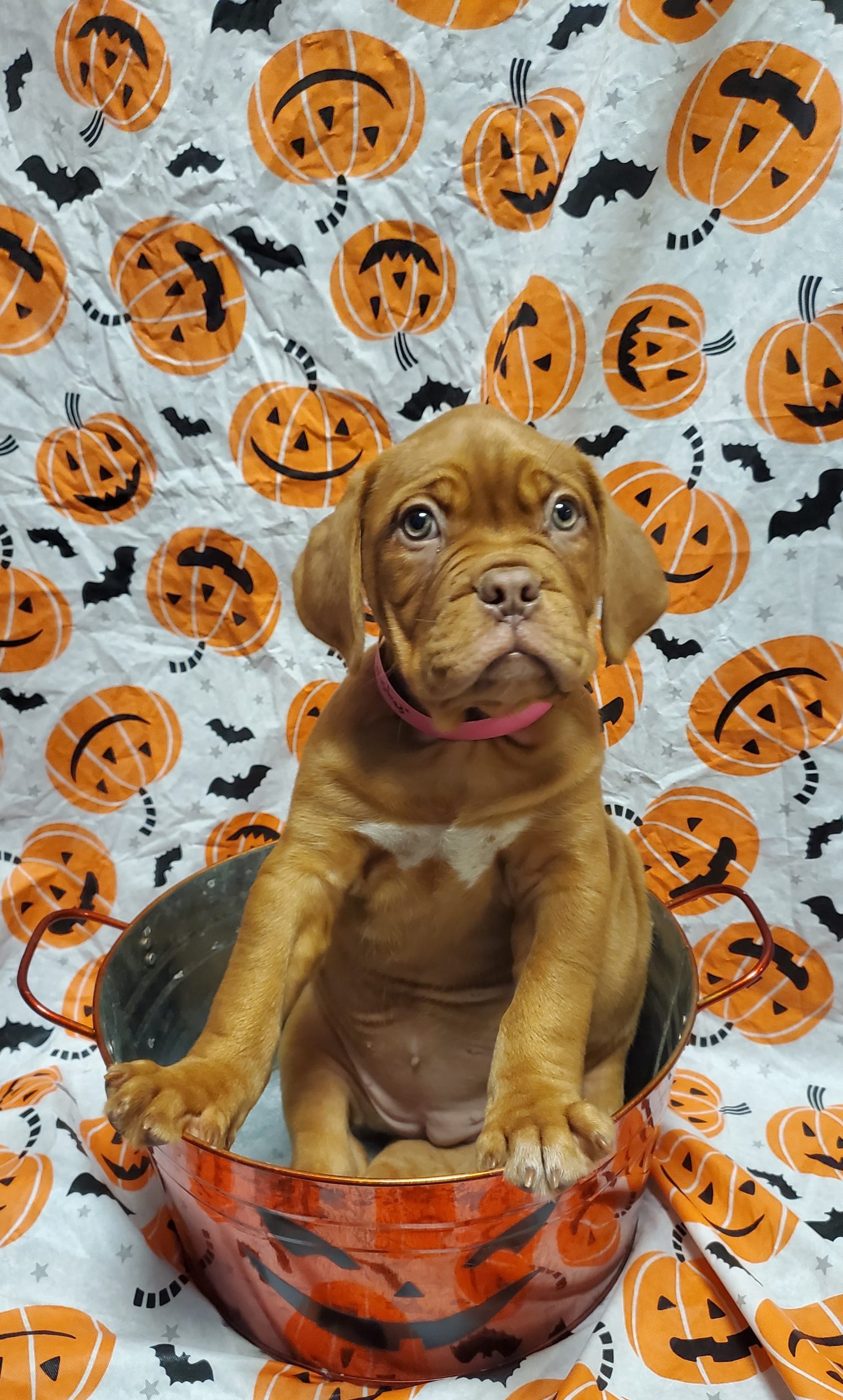 Available Puppies 24 Available Puppies 24