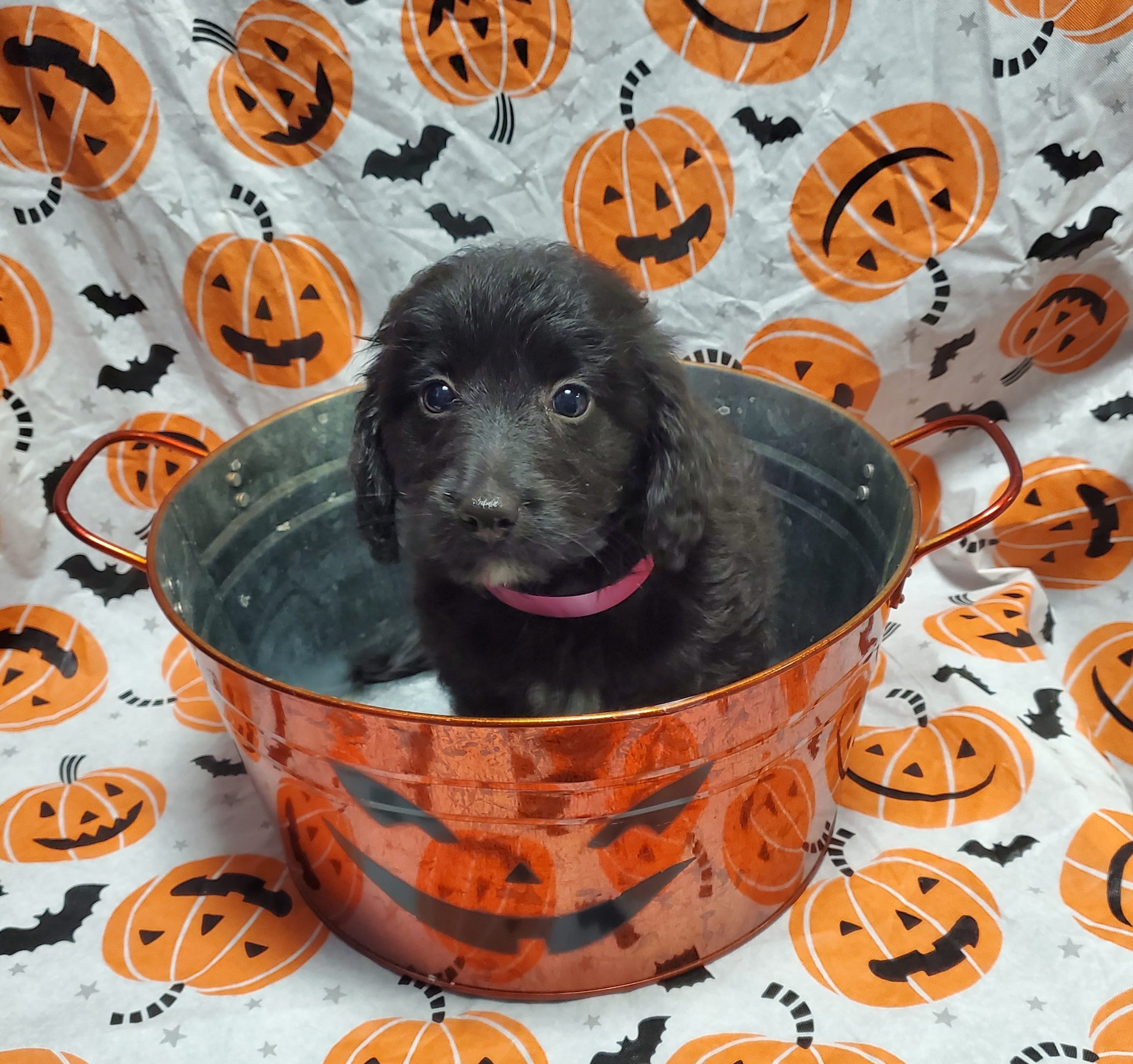Available Puppies 26 Available Puppies 26