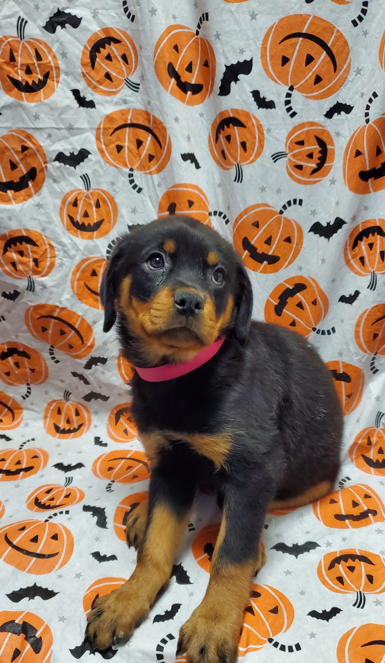 Available Puppies 30 Available Puppies 30