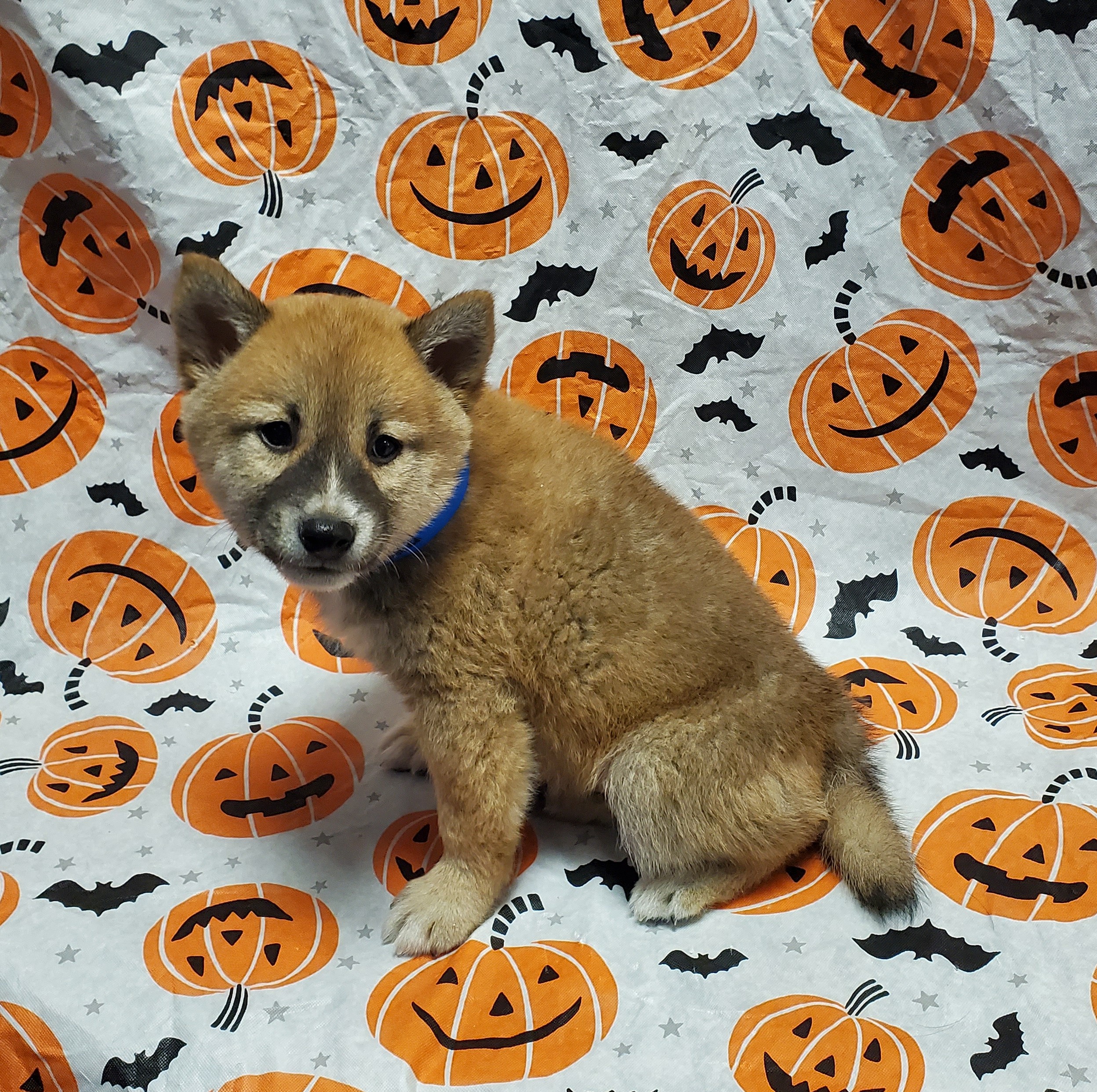 Available Puppies 27 Available Puppies 27