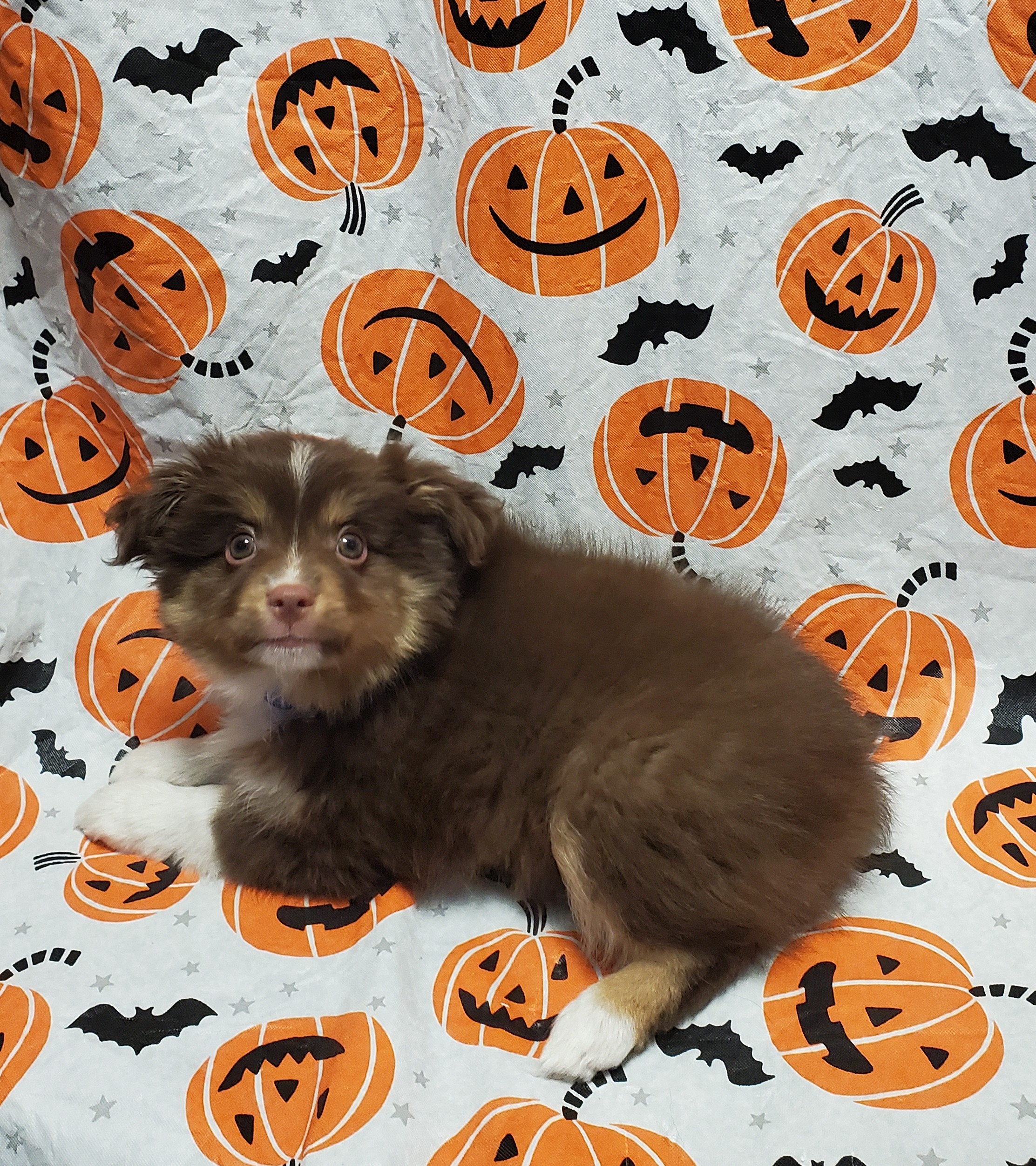 Available Puppies 28 Available Puppies 28
