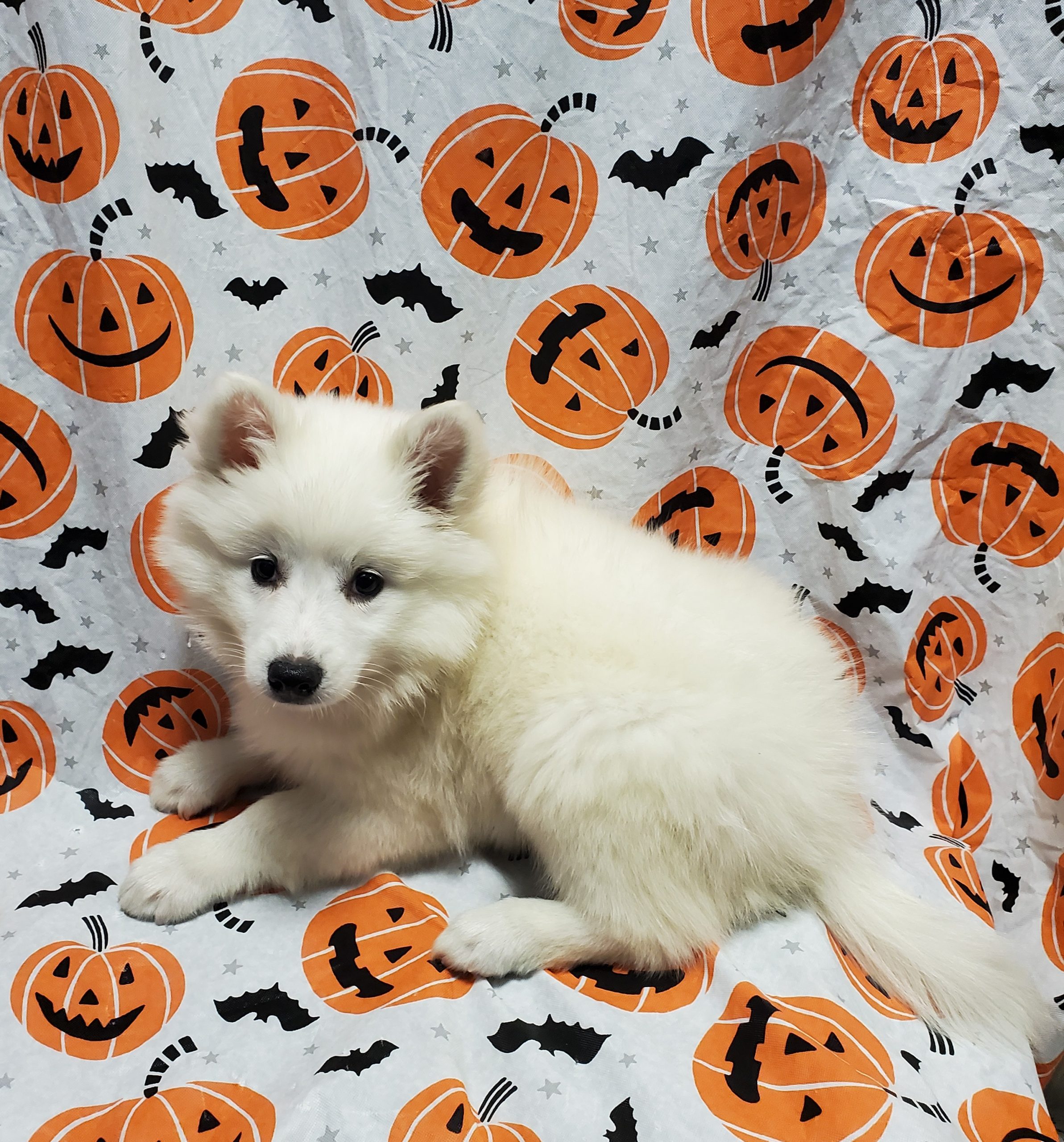 Available Puppies 29 Available Puppies 29