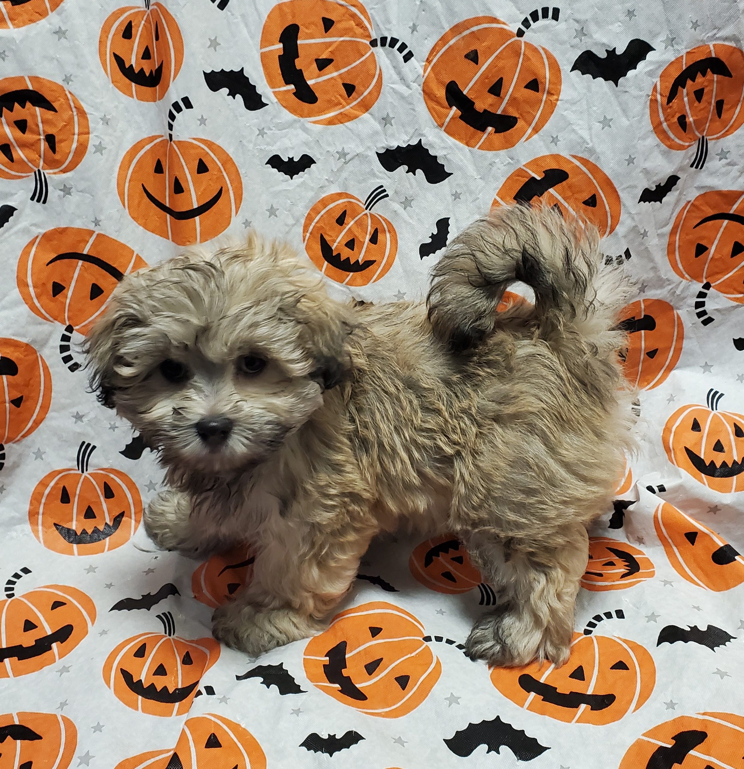 Available Puppies 31 Available Puppies 31