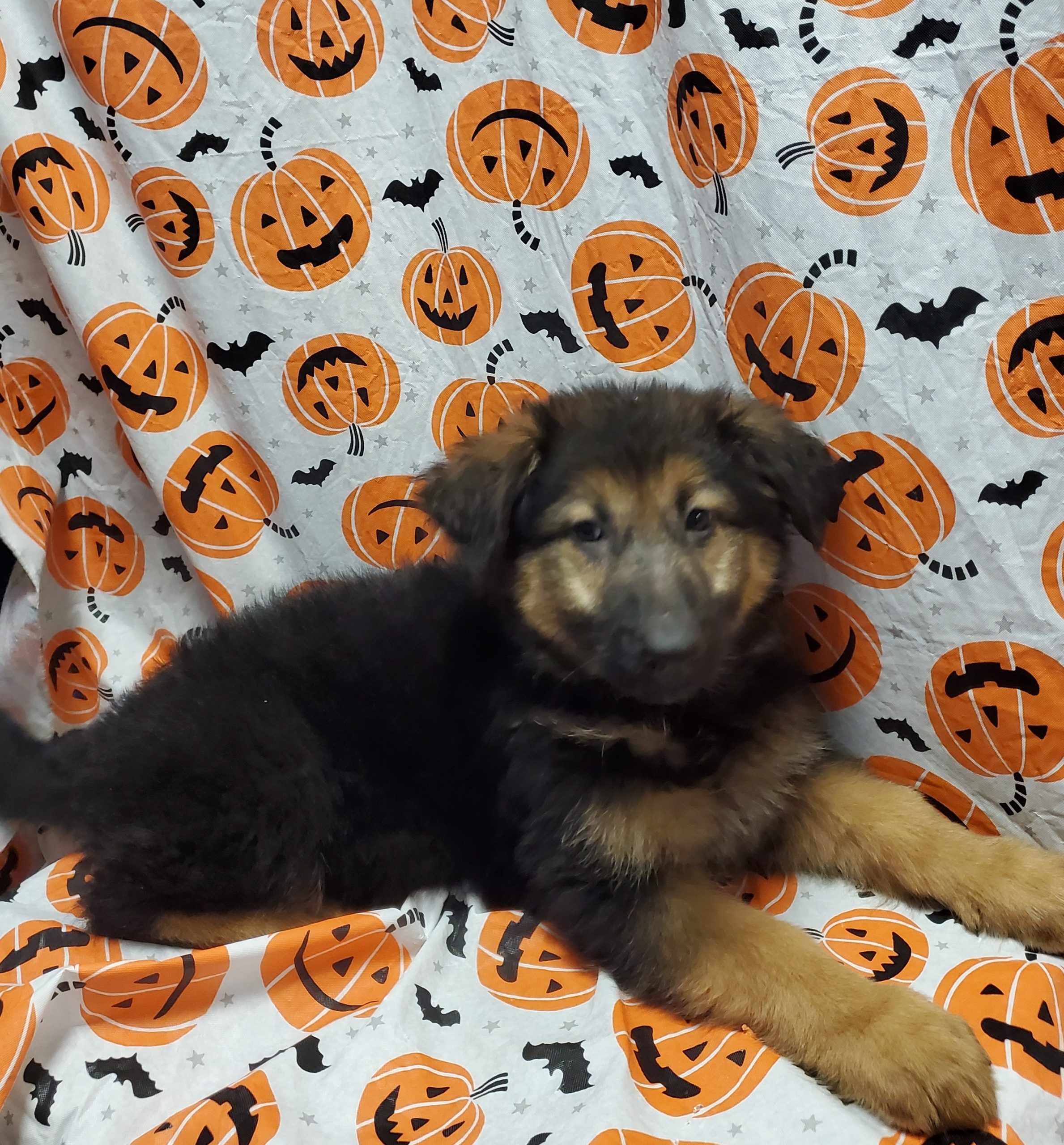 Available Puppies 32 Available Puppies 32