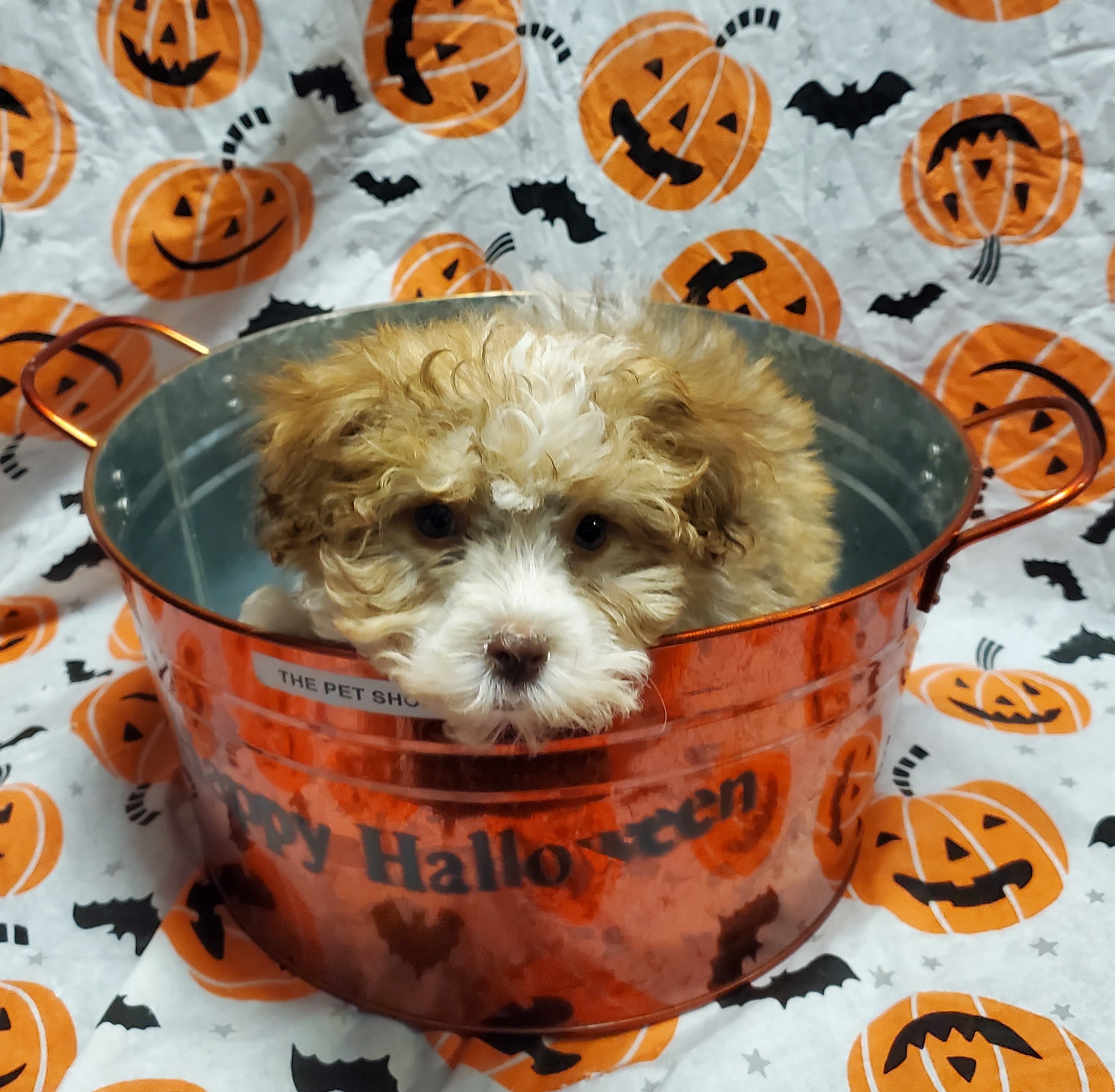 Available Puppies 11 Available Puppies 11