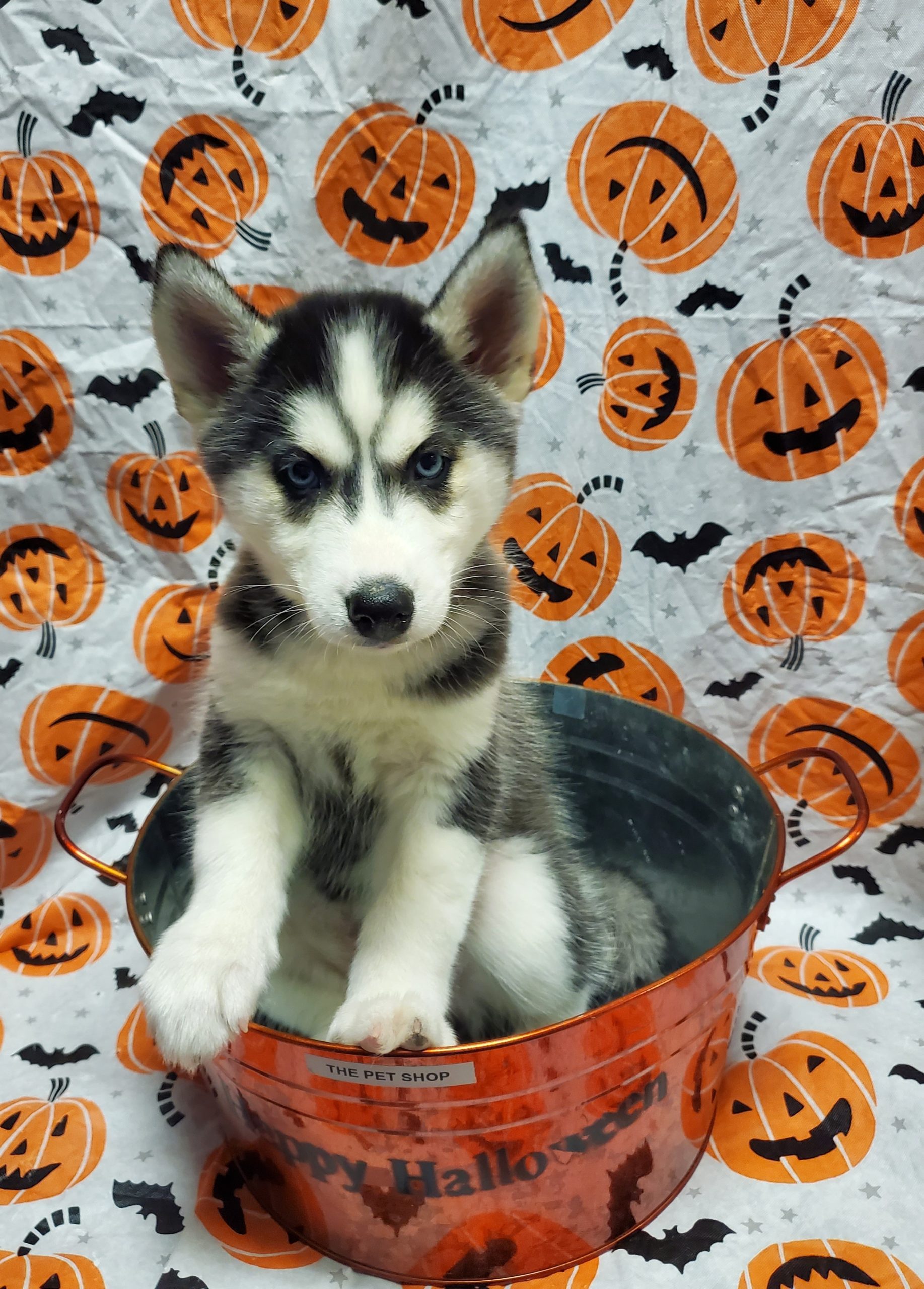 Available Puppies 12 Available Puppies 12