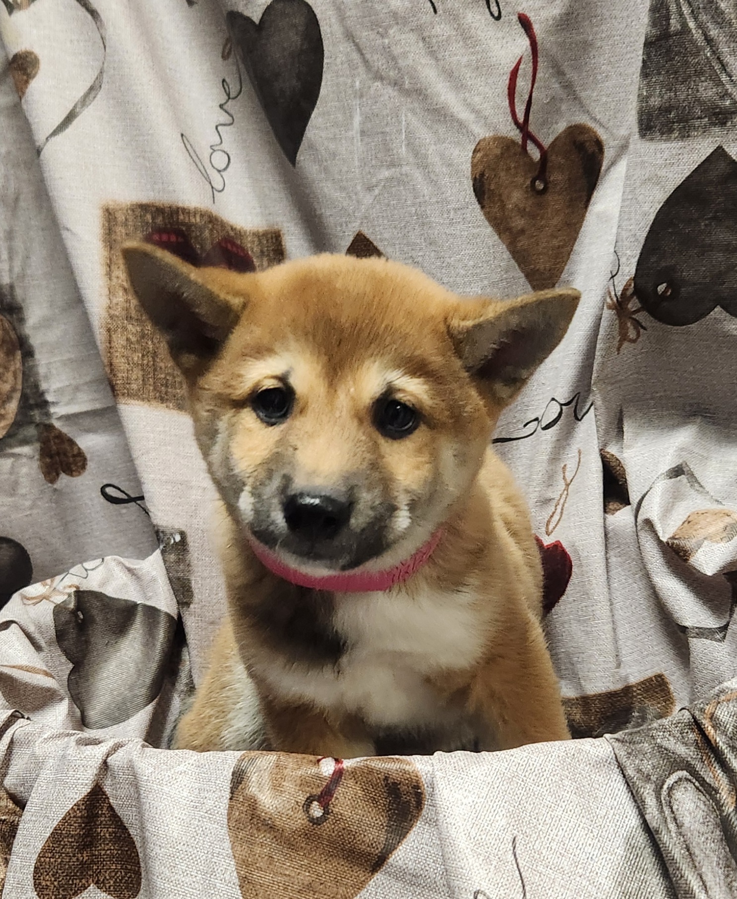 Available Puppies 14 Available Puppies 14