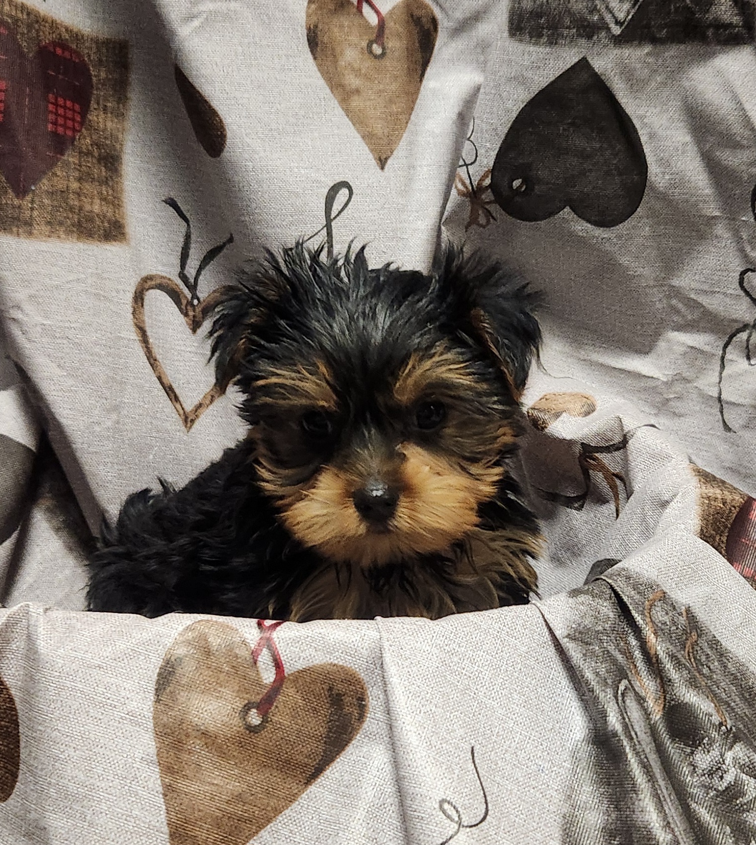 Available Puppies 15 Available Puppies 15