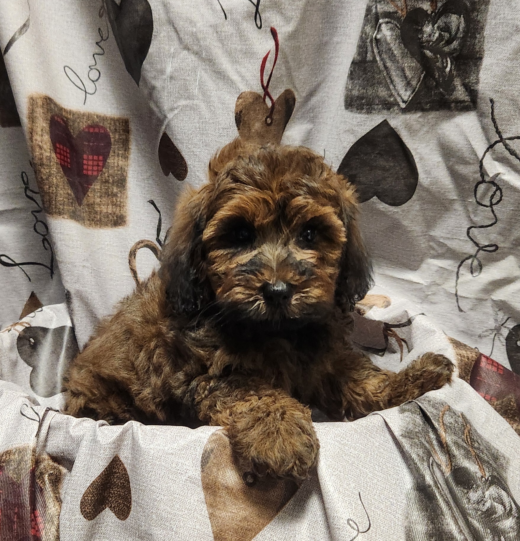 Available Puppies 13 Available Puppies 13