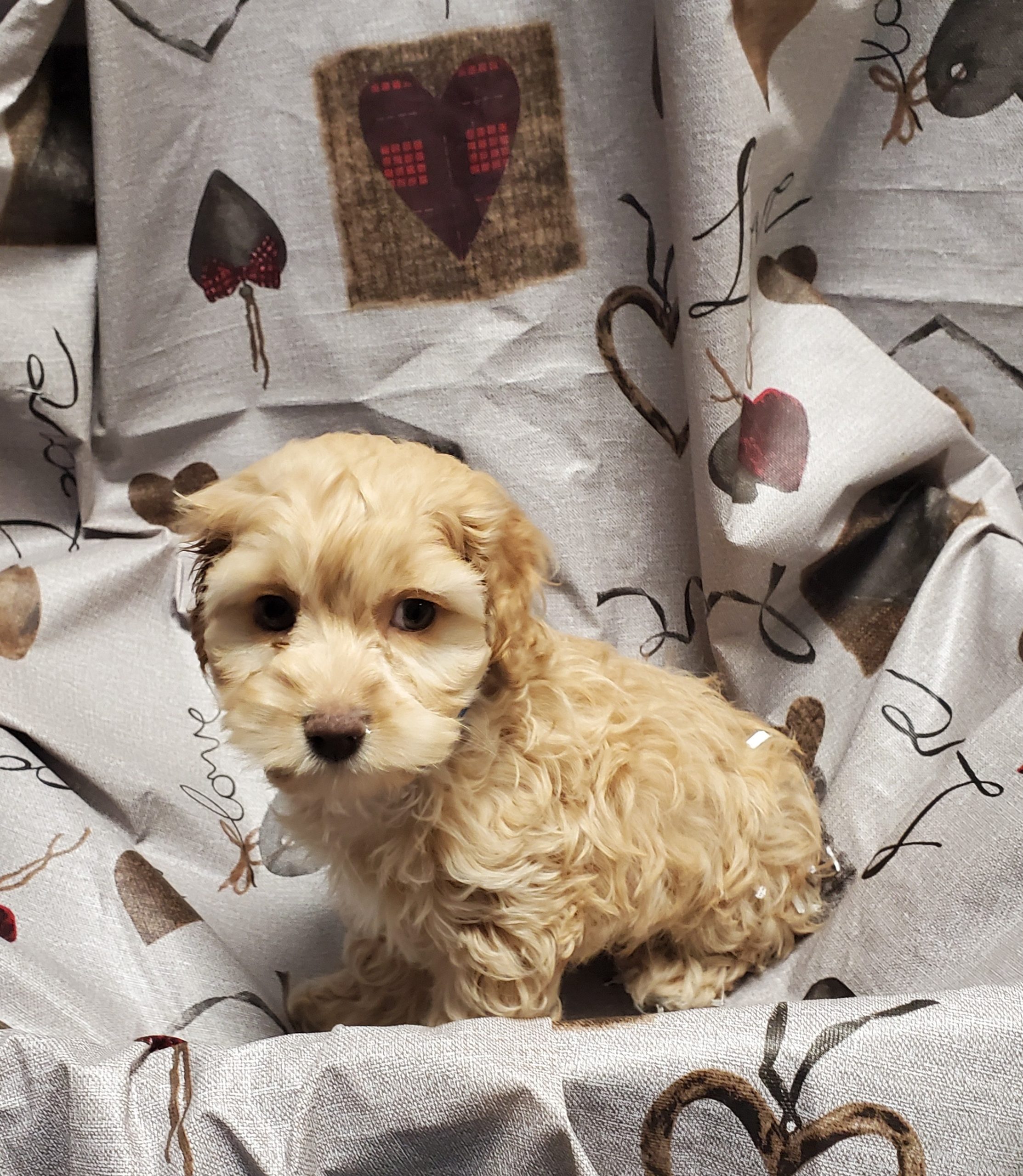 Available Puppies 16 Available Puppies 16