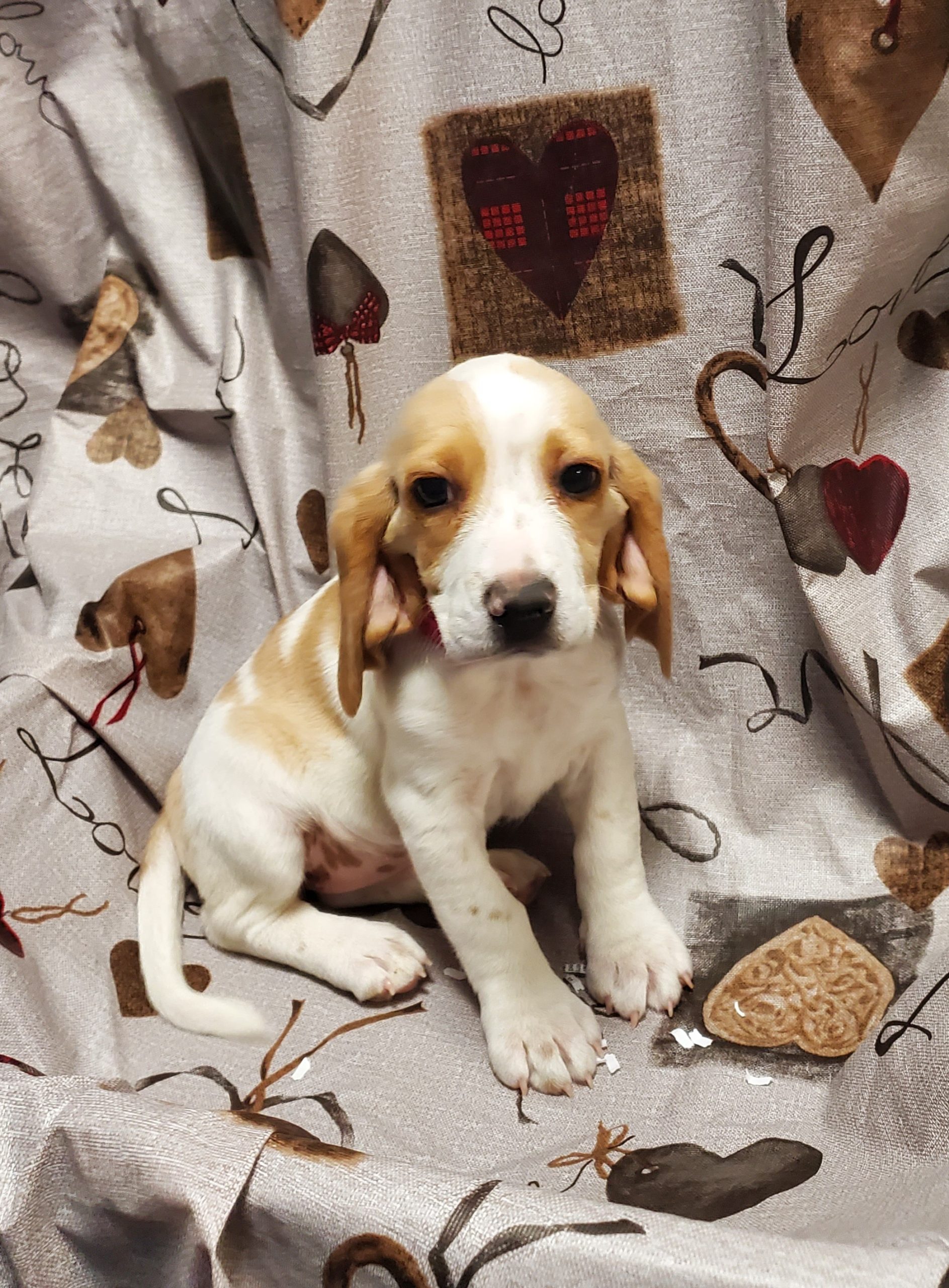 Available Puppies 17 Available Puppies 17