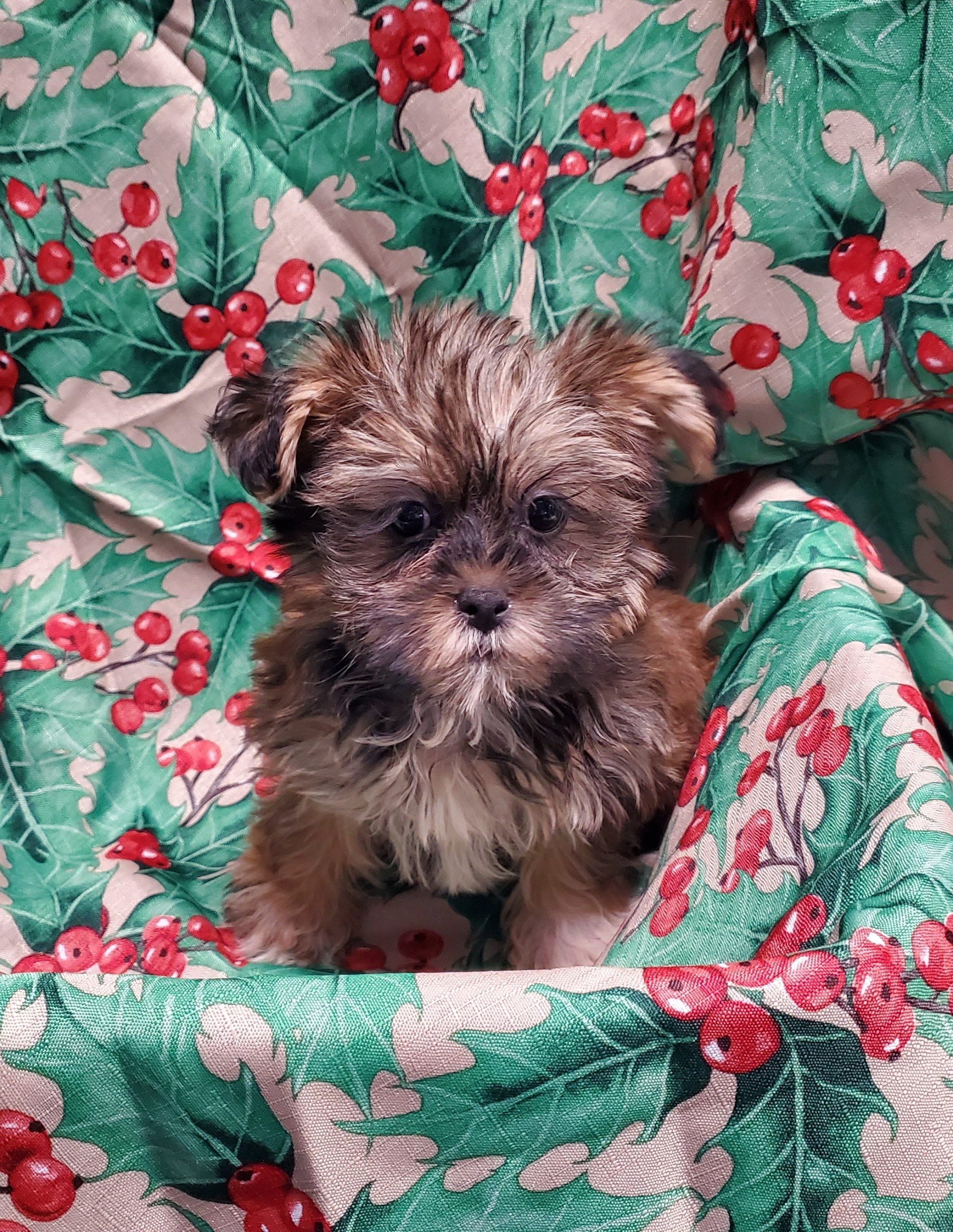 Available Puppies 15 Available Puppies 15