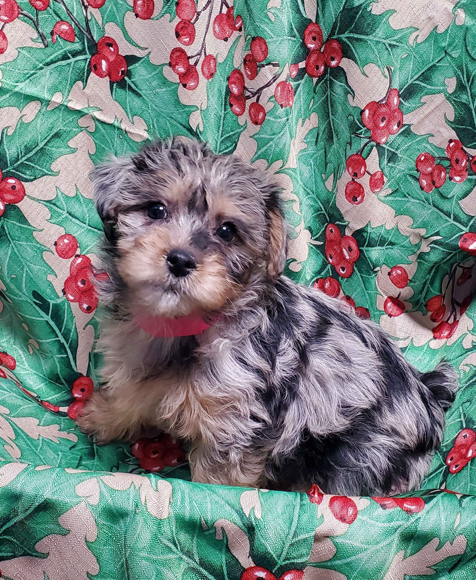 Available Puppies 16 Available Puppies 16