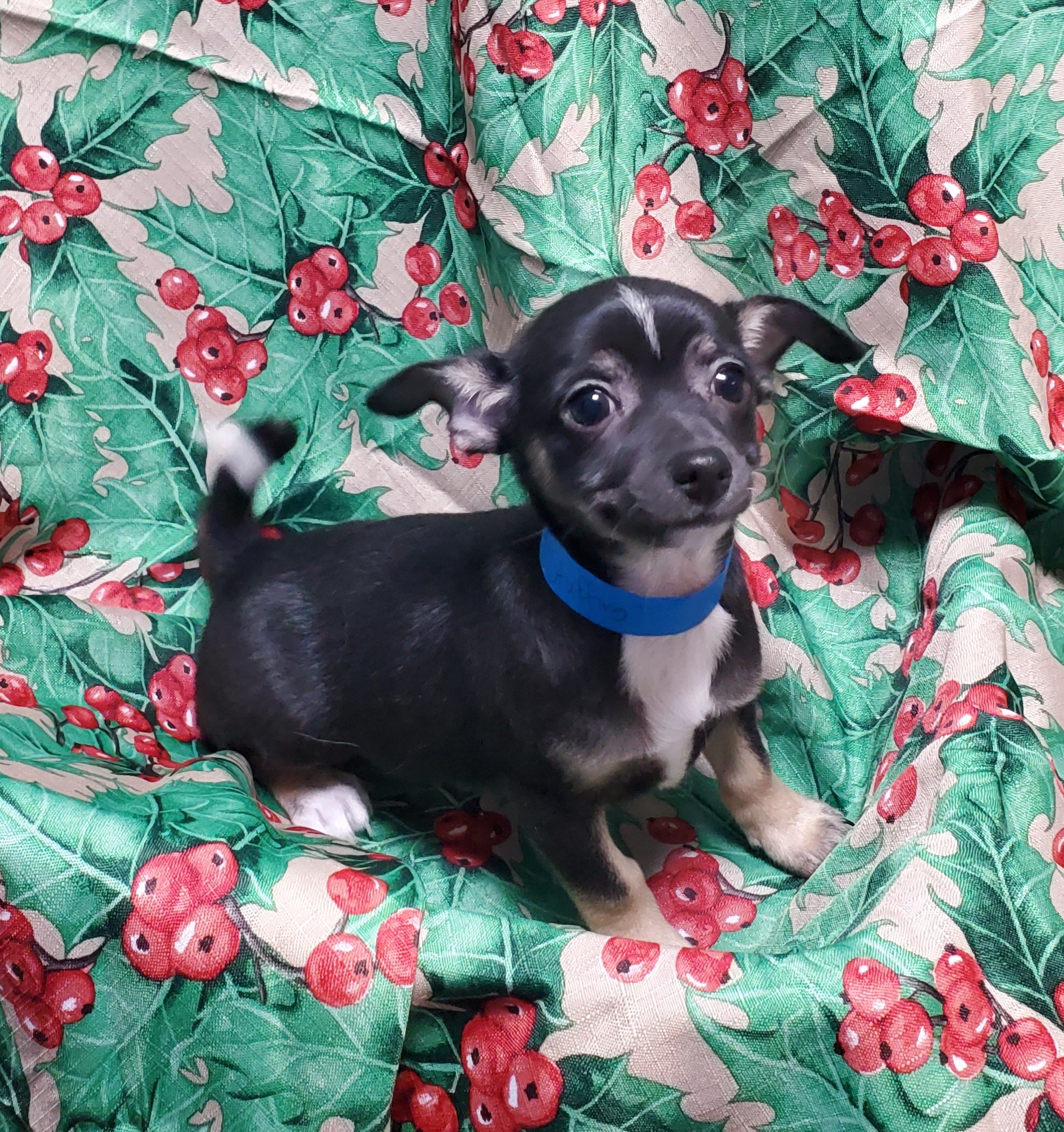 Available Puppies 17 Available Puppies 17