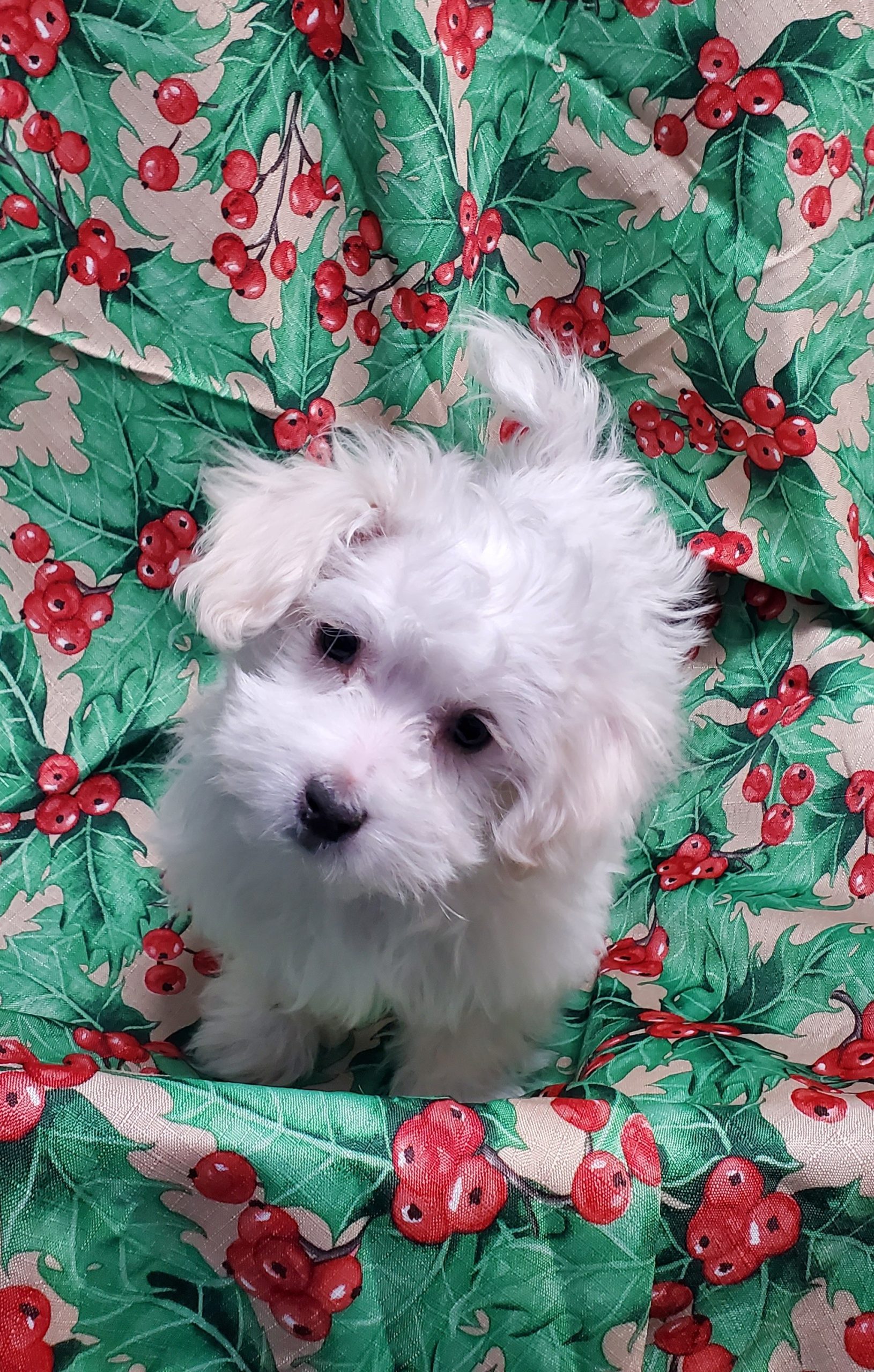 Available Puppies 18 Available Puppies 18