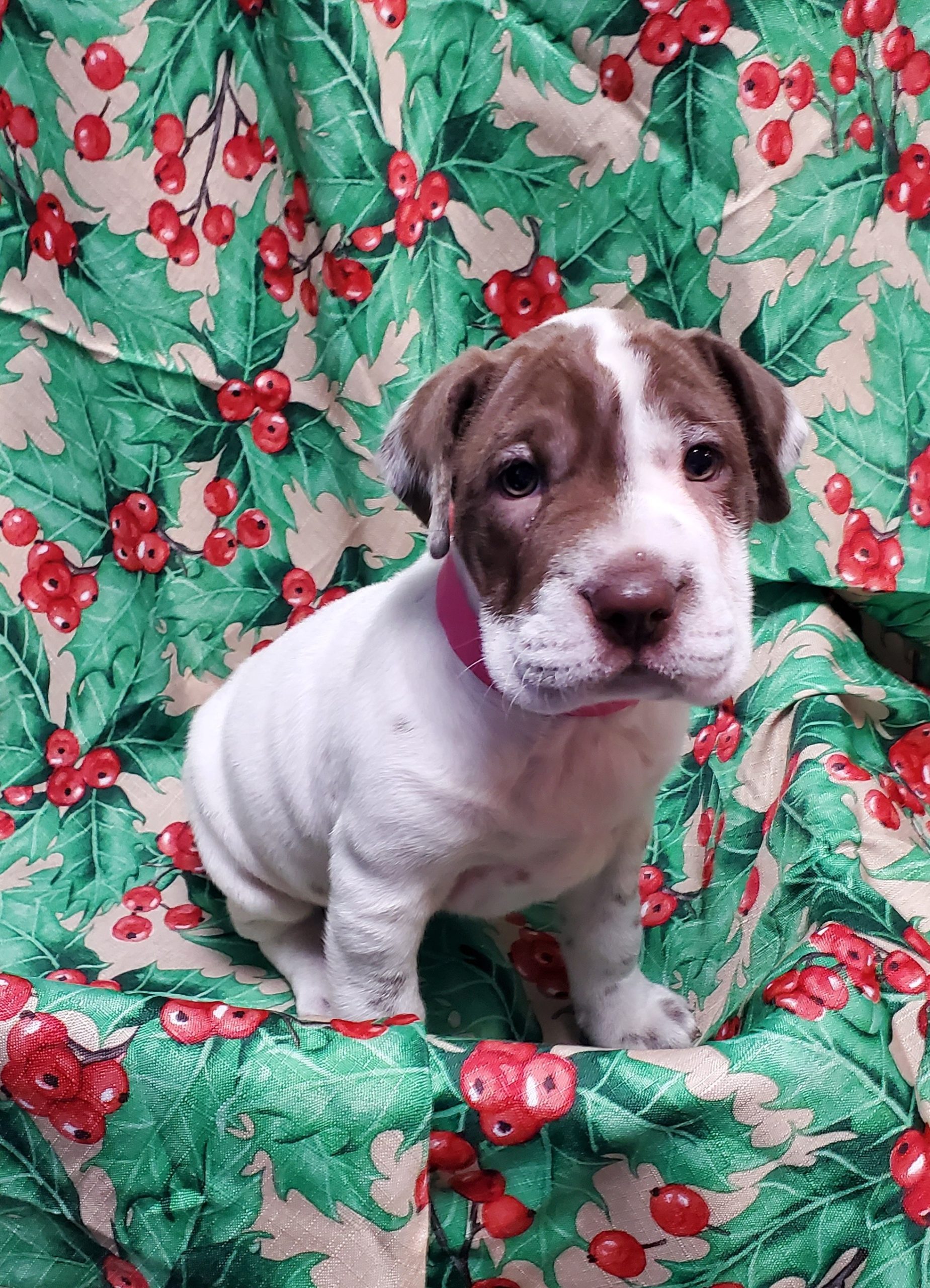 Available Puppies 19 Available Puppies 19