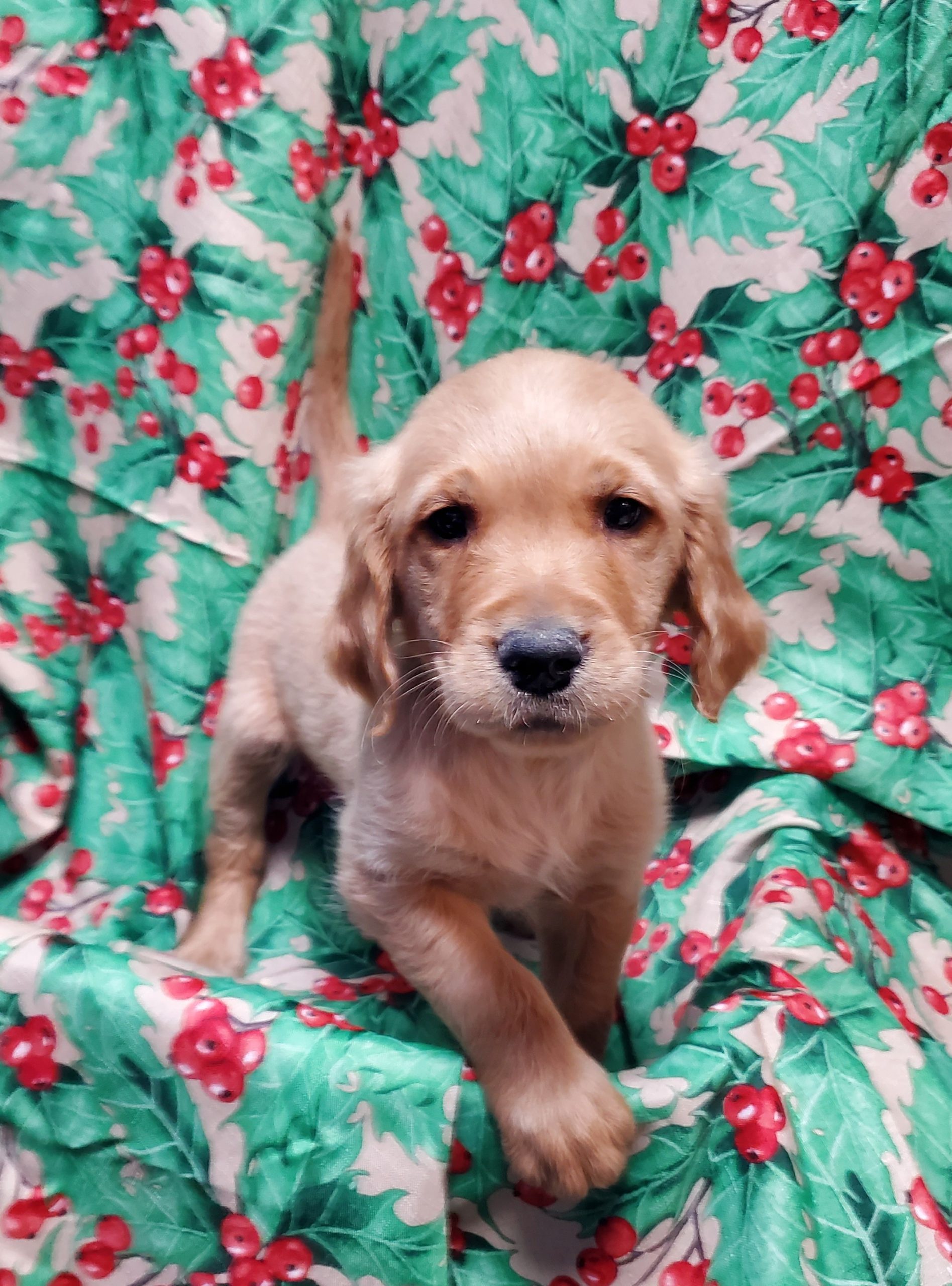 Available Puppies 20 Available Puppies 20