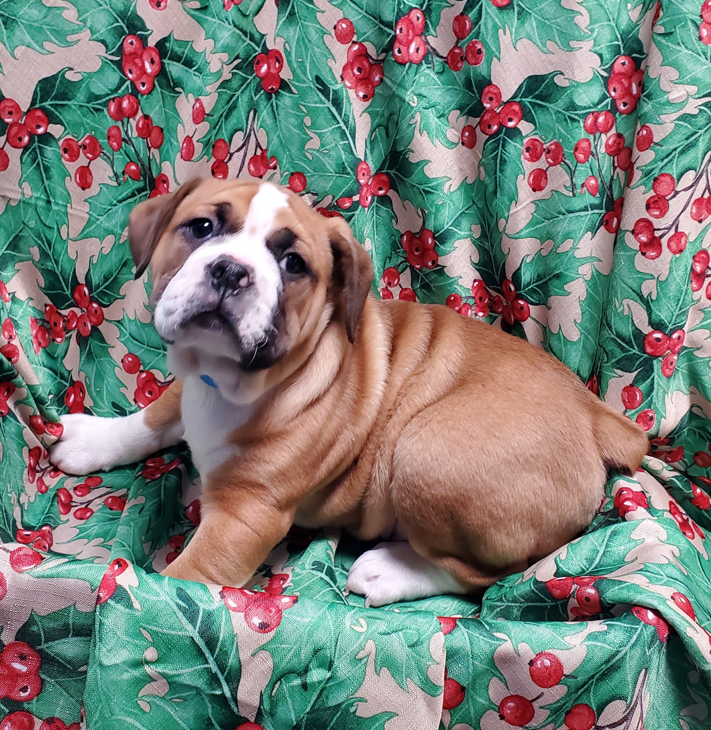 Available Puppies 21 Available Puppies 21