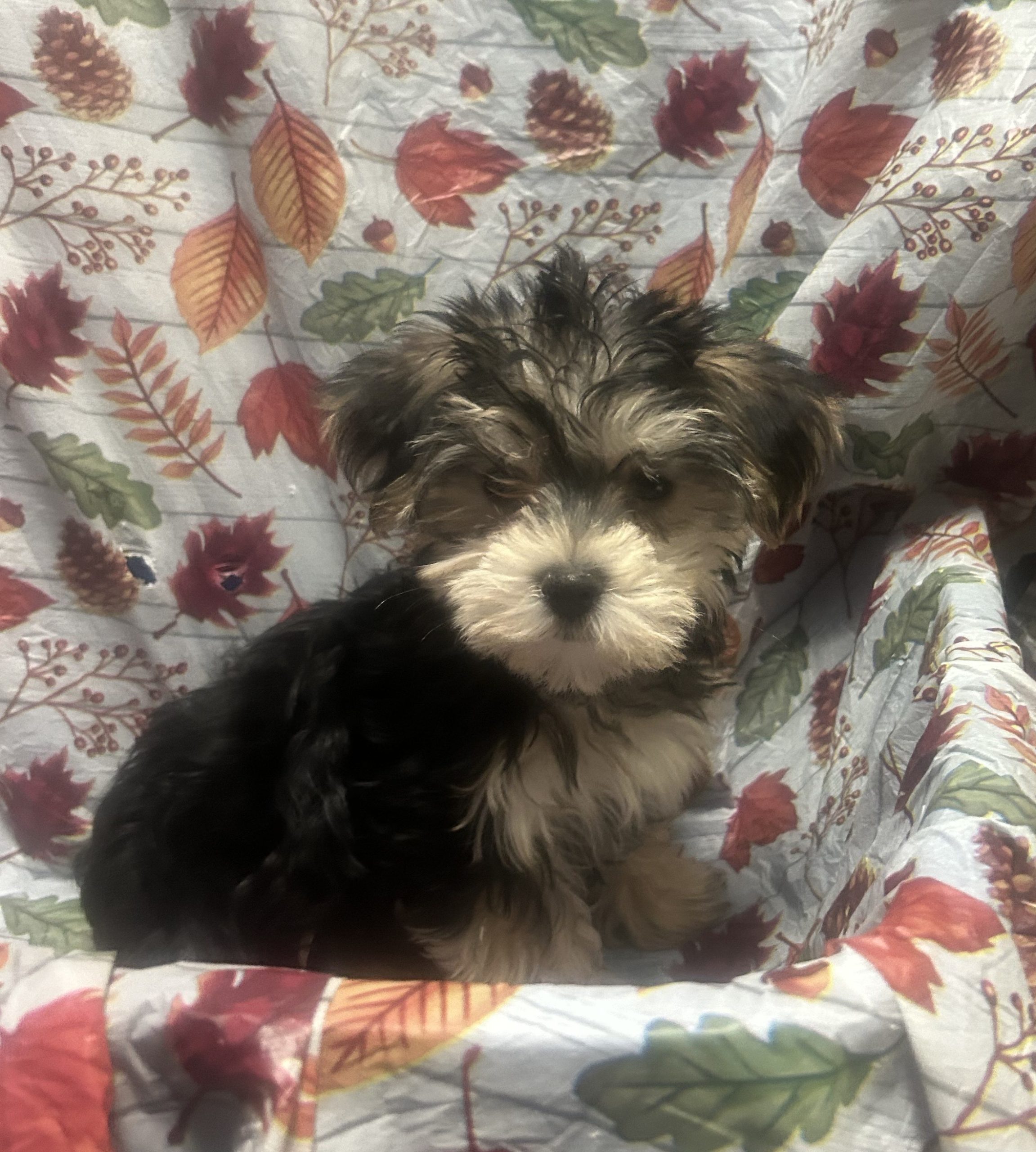 Available Puppies 24 Available Puppies 24