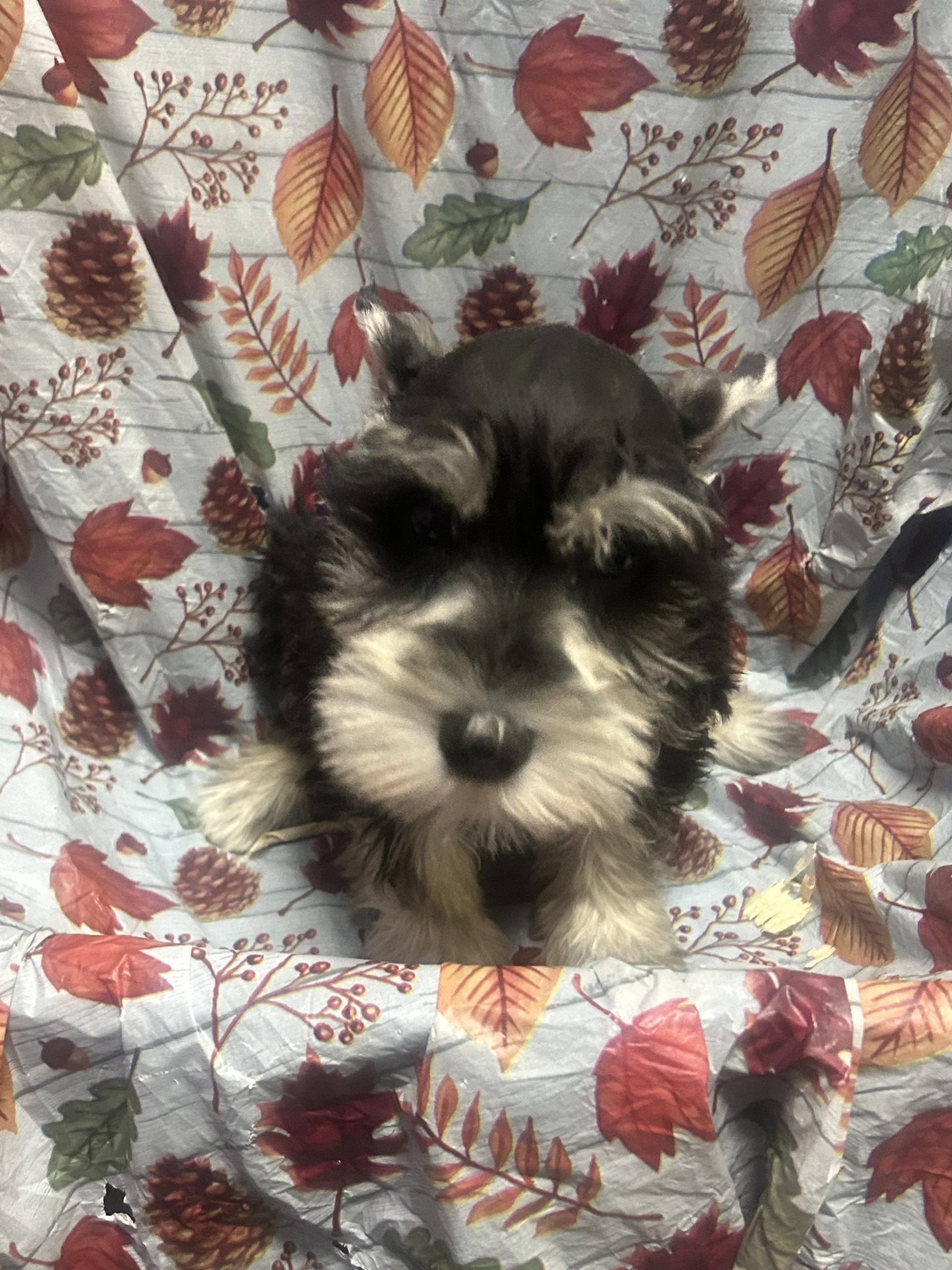 Available Puppies 18 Available Puppies 18