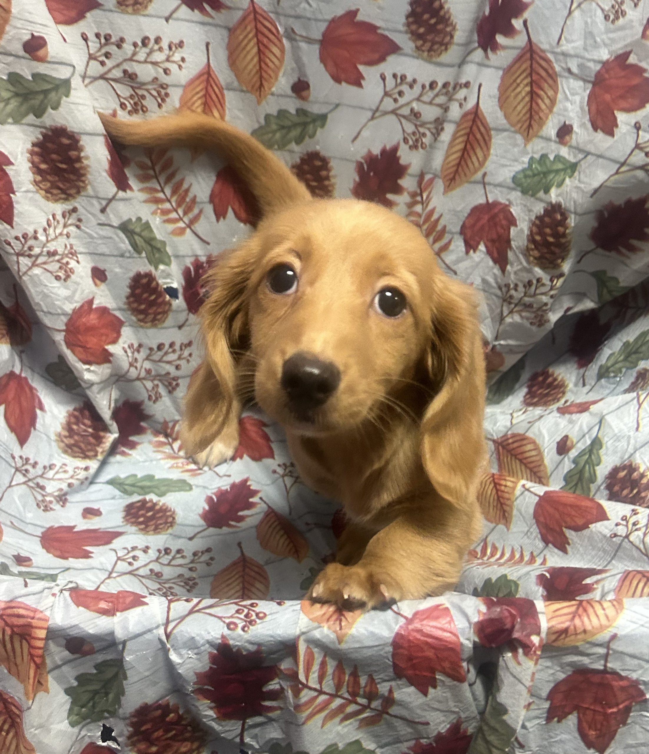 Available Puppies 19 Available Puppies 19