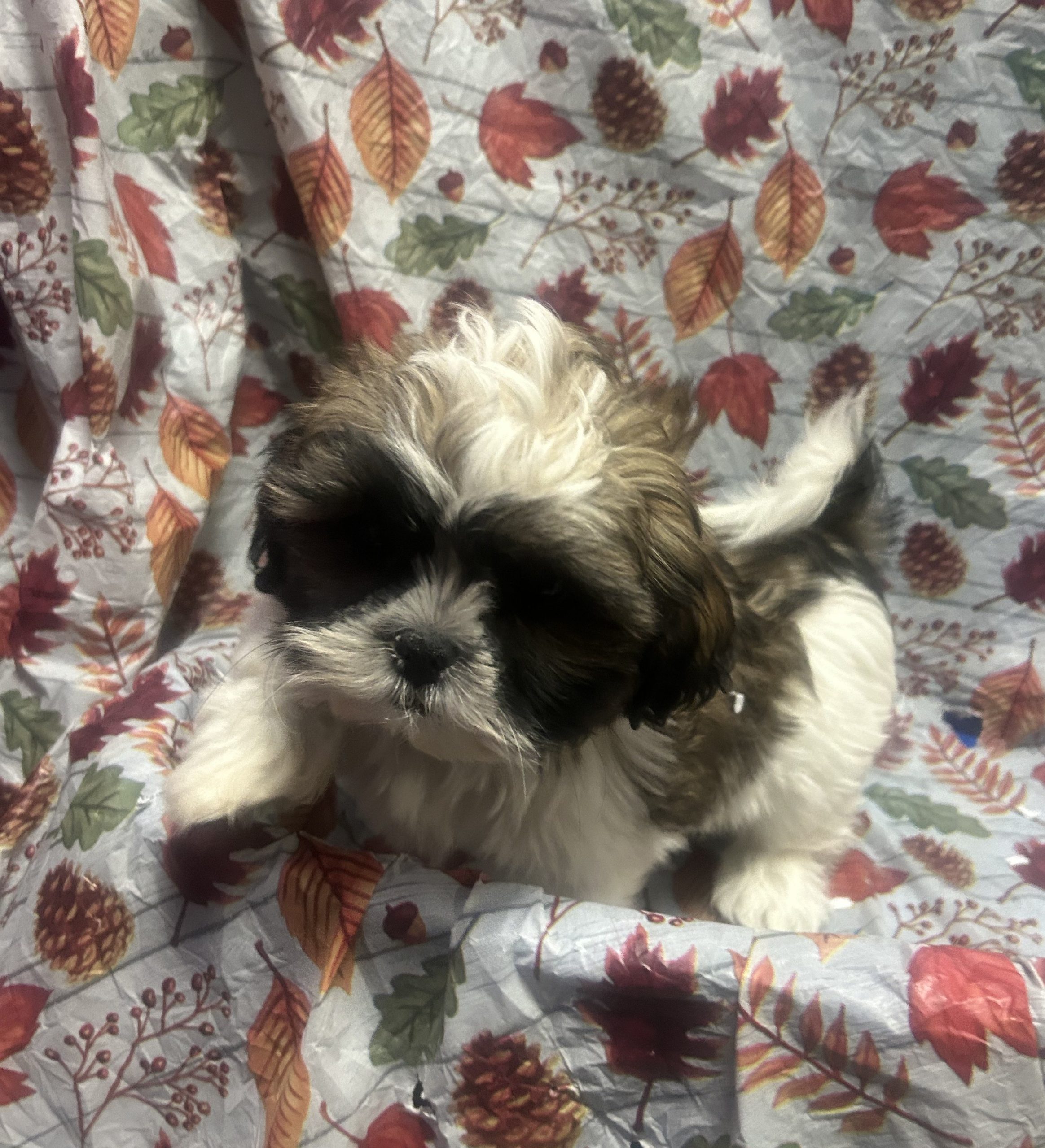 Available Puppies 21 Available Puppies 21