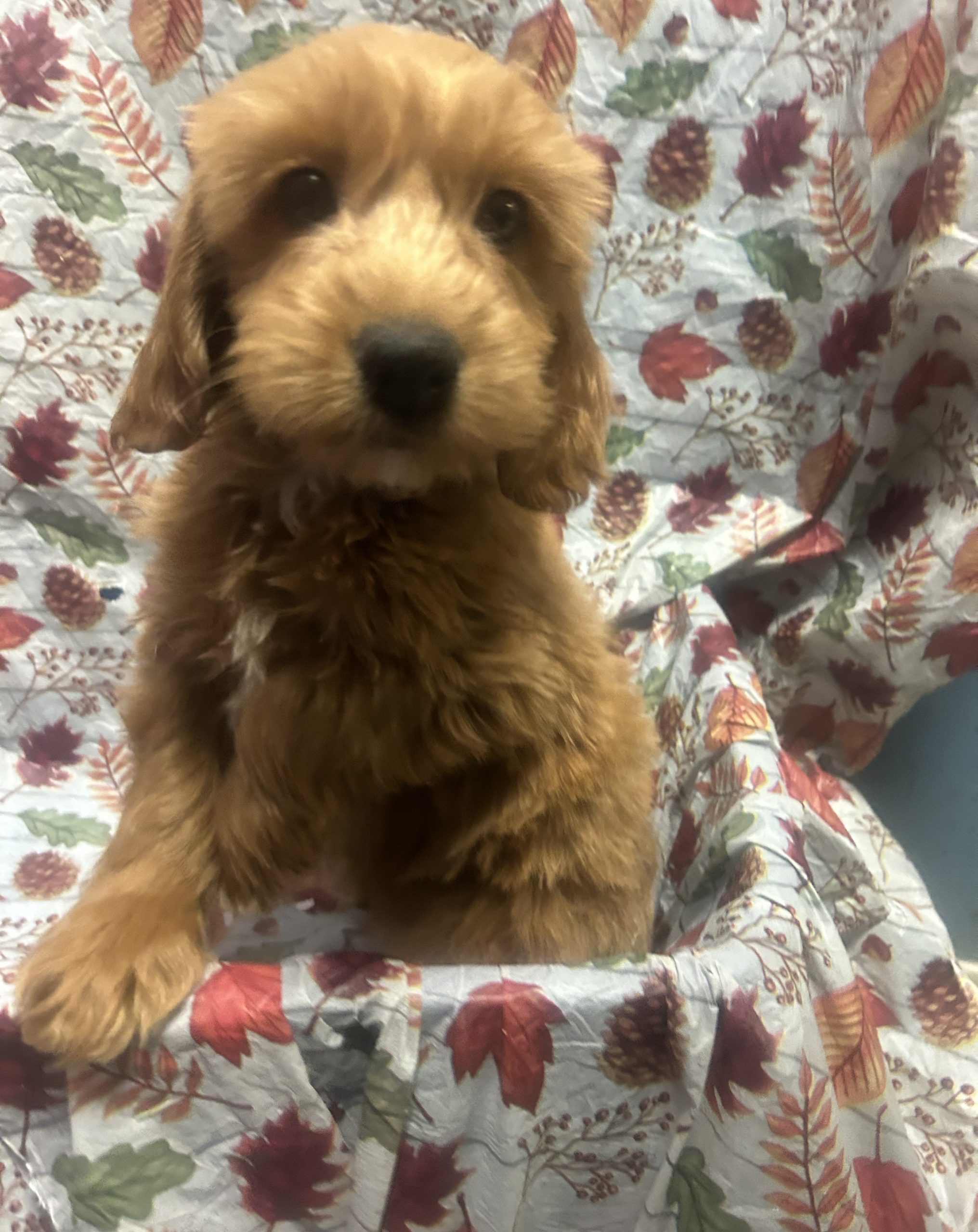 Available Puppies 23 Available Puppies 23